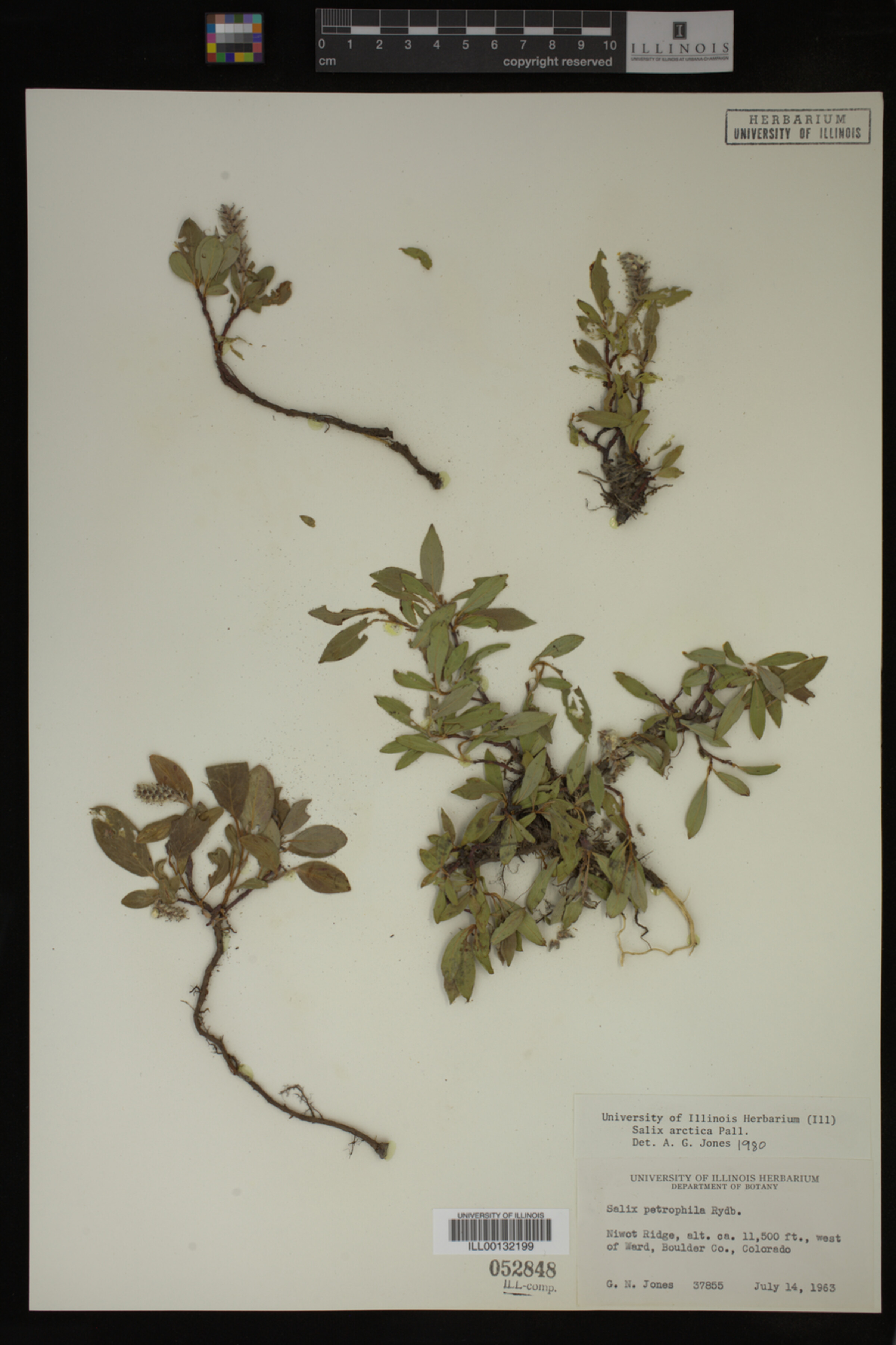 Salix arctica image