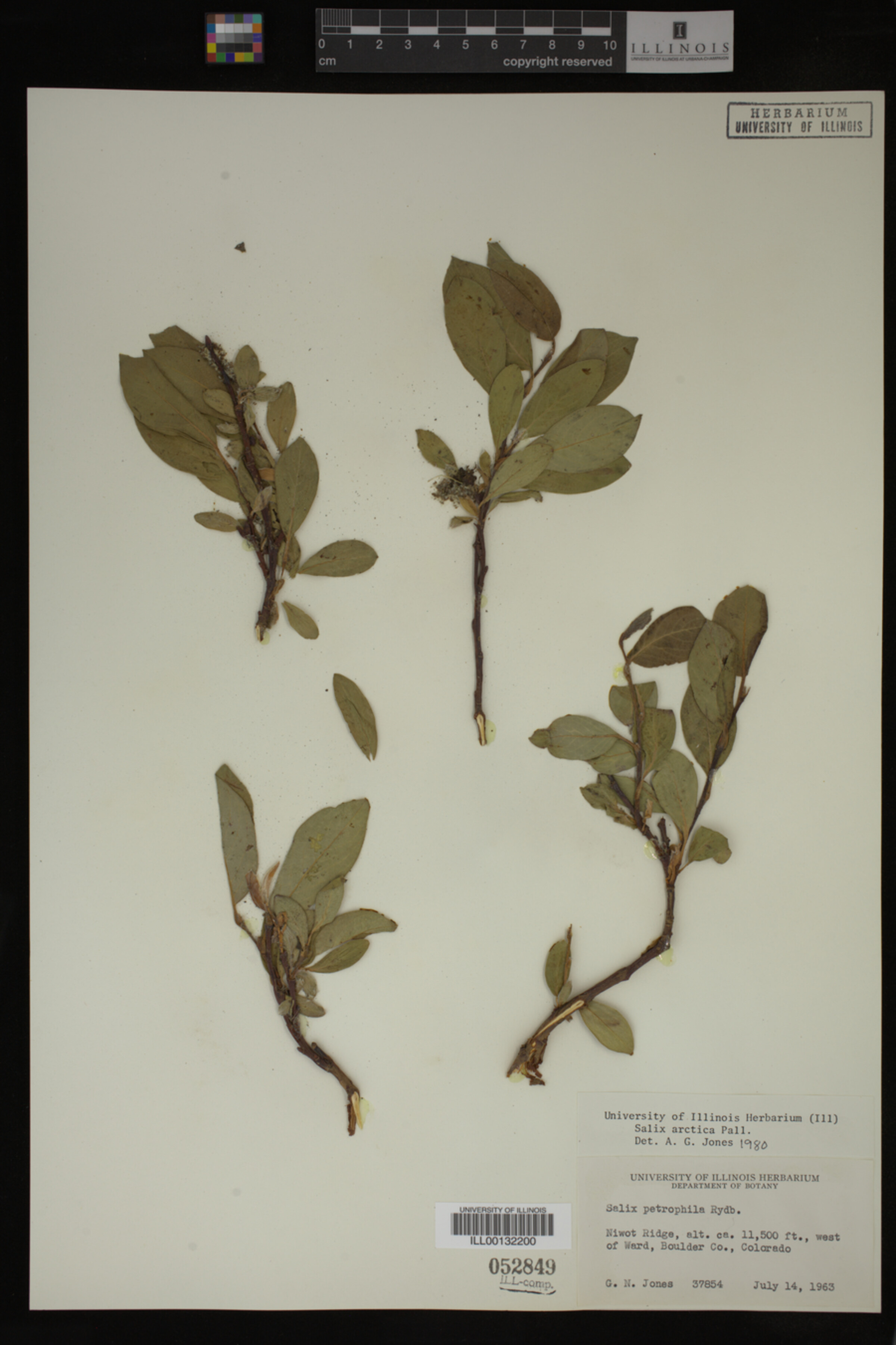 Salix arctica image