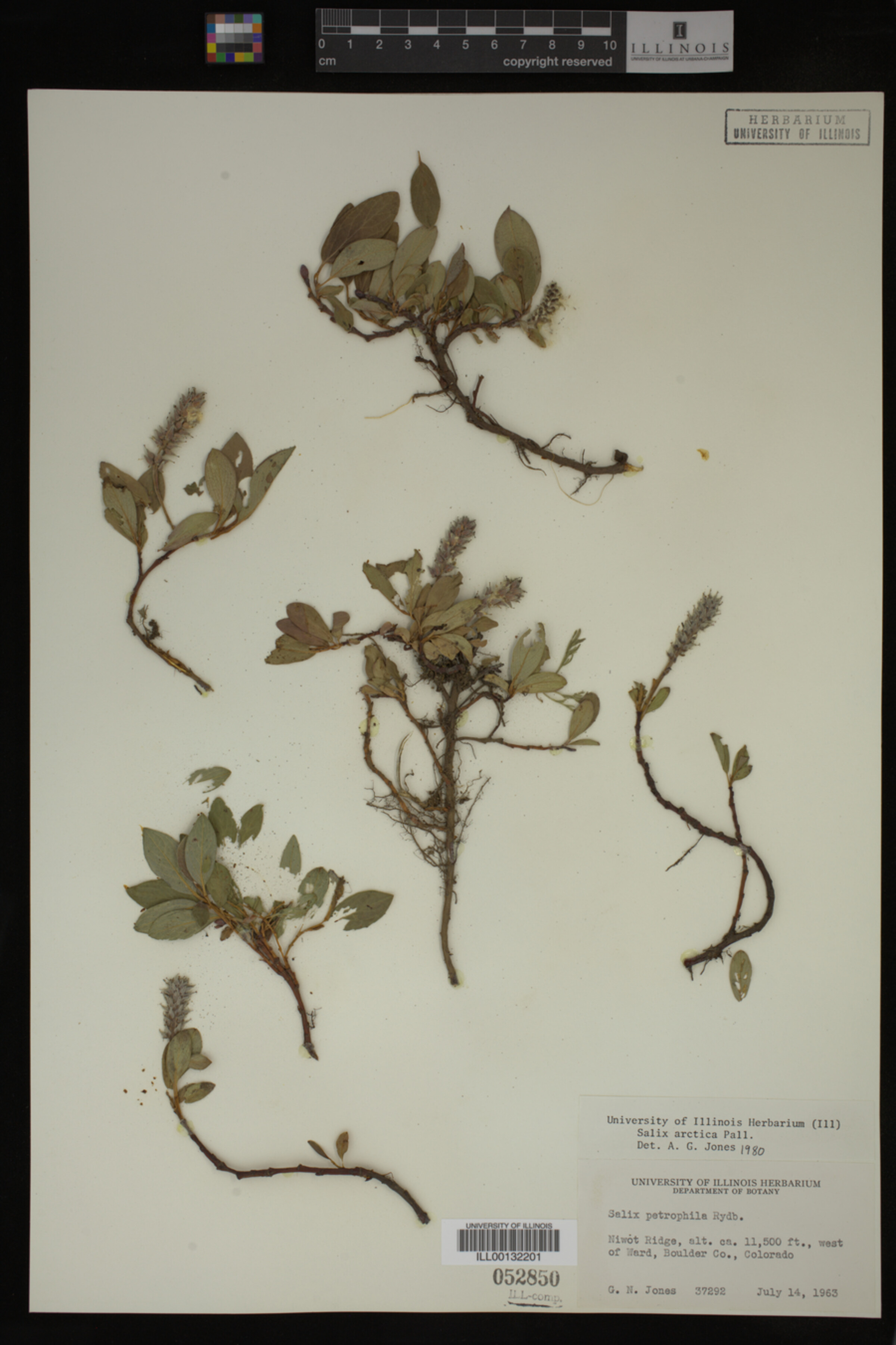 Salix arctica image