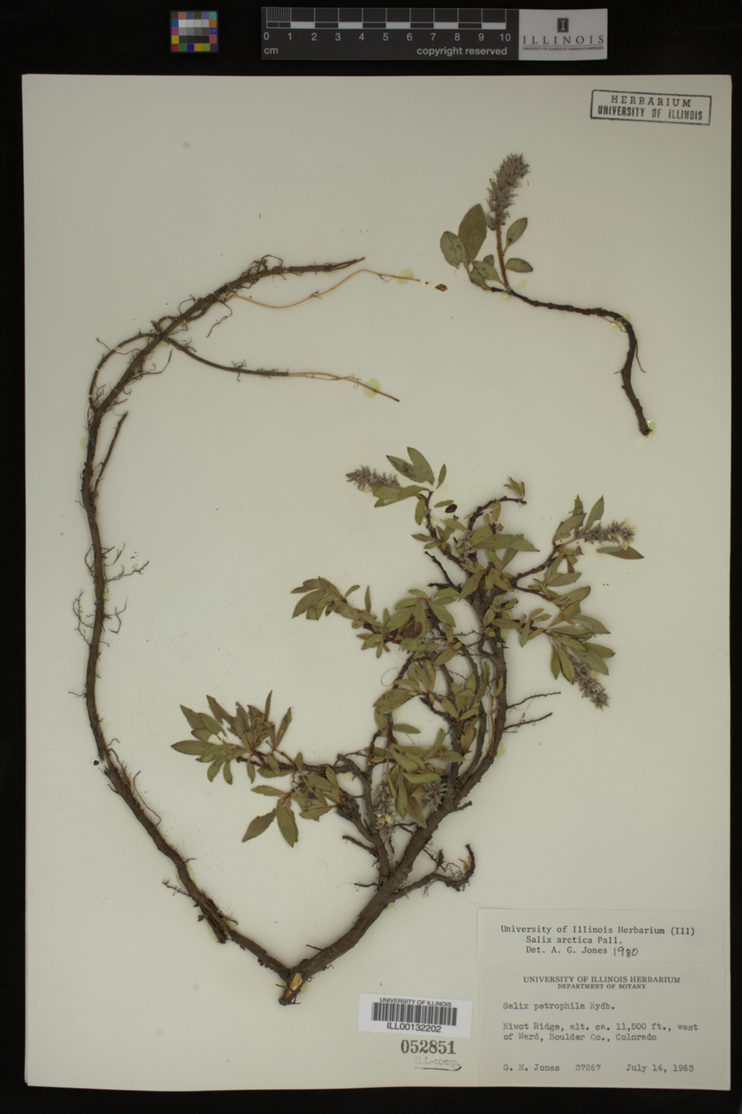 Salix arctica image