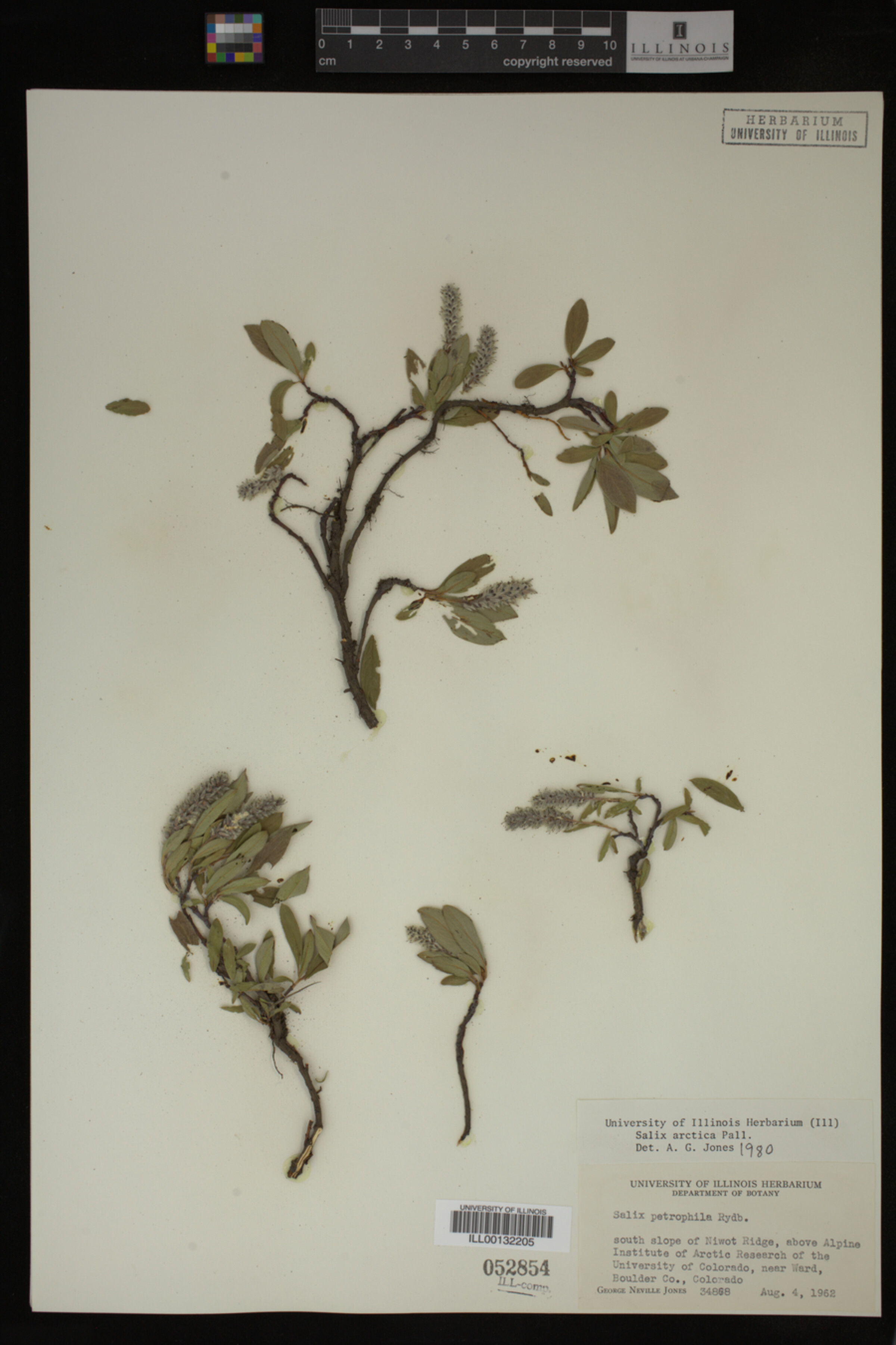 Salix arctica image