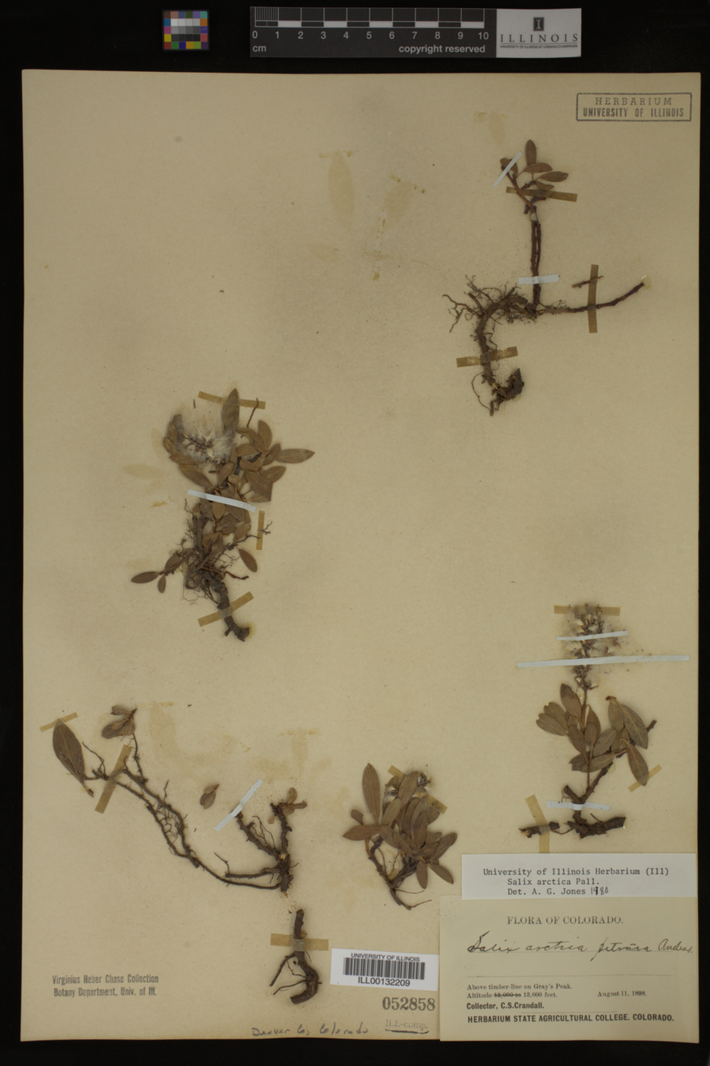 Salix arctica image