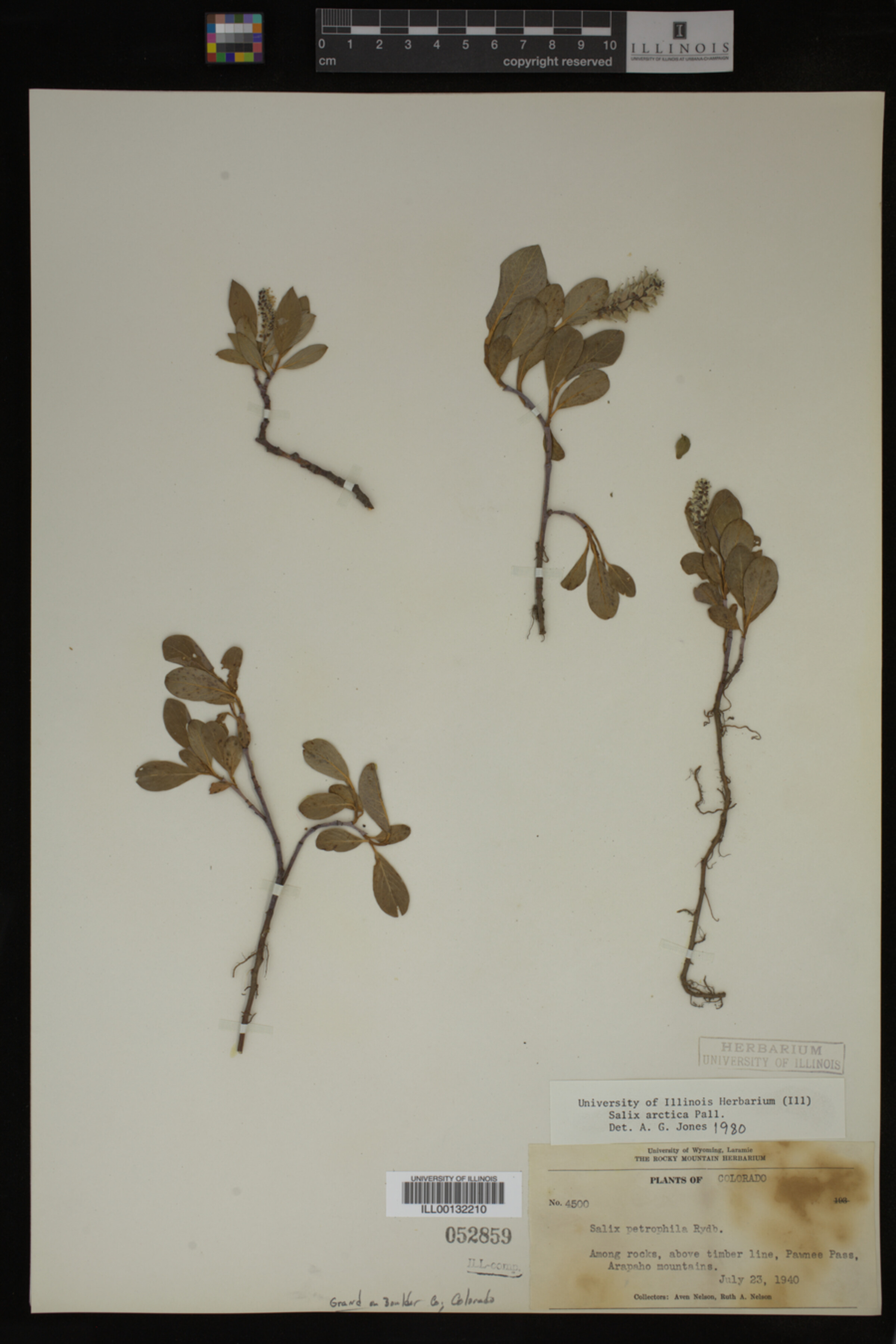 Salix arctica image