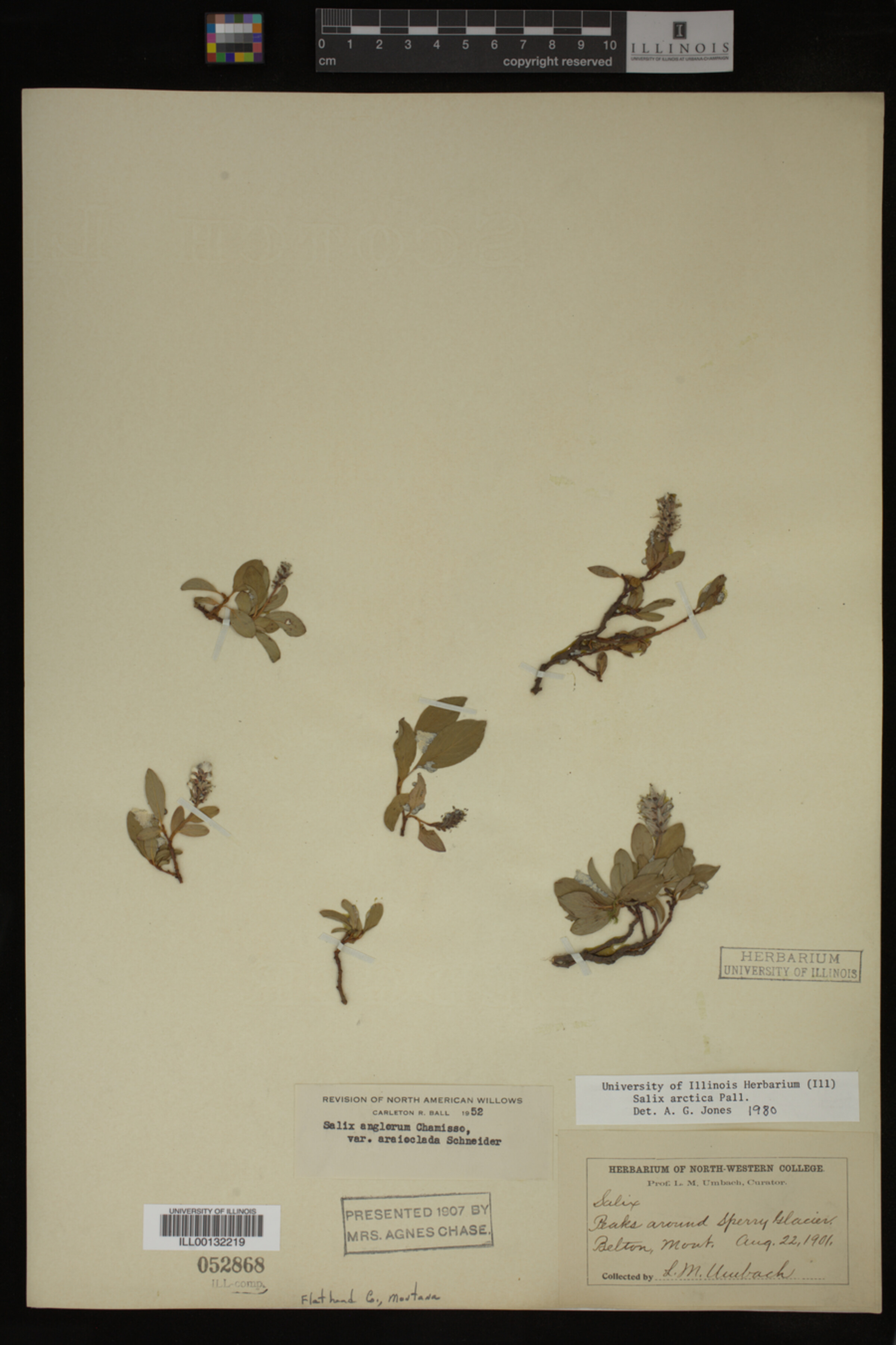 Salix arctica image