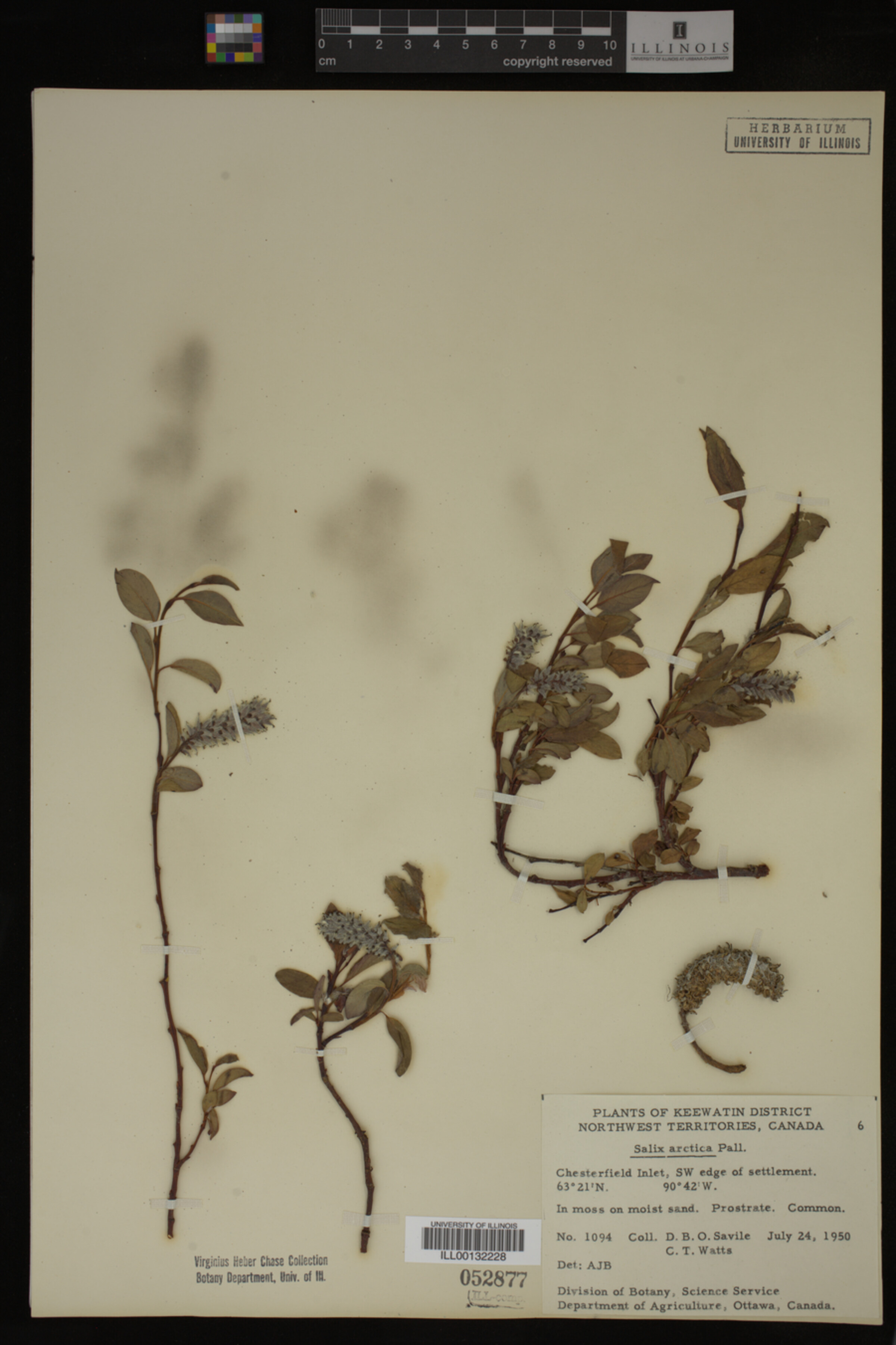 Salix arctica image