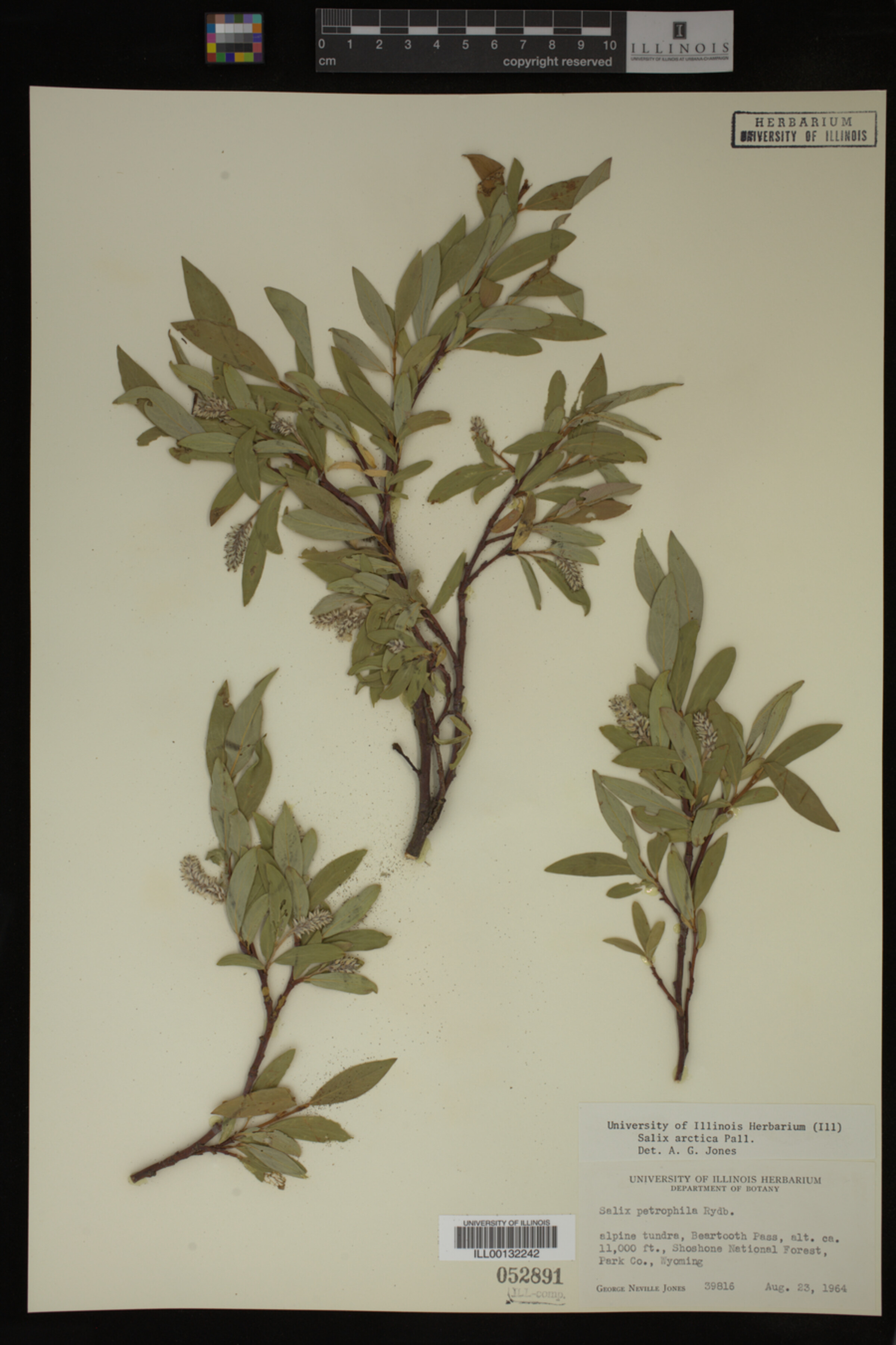 Salix arctica image