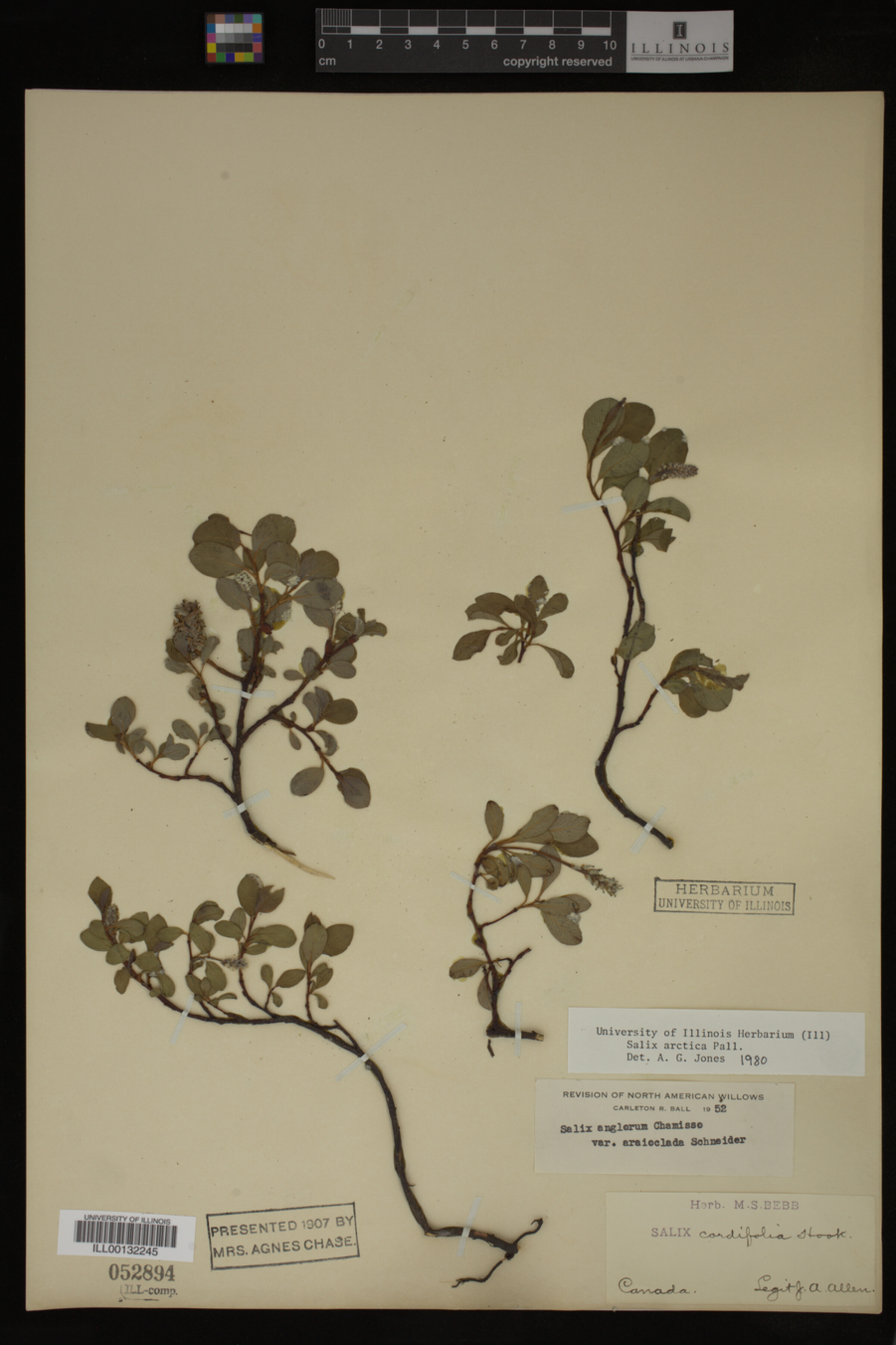 Salix arctica image