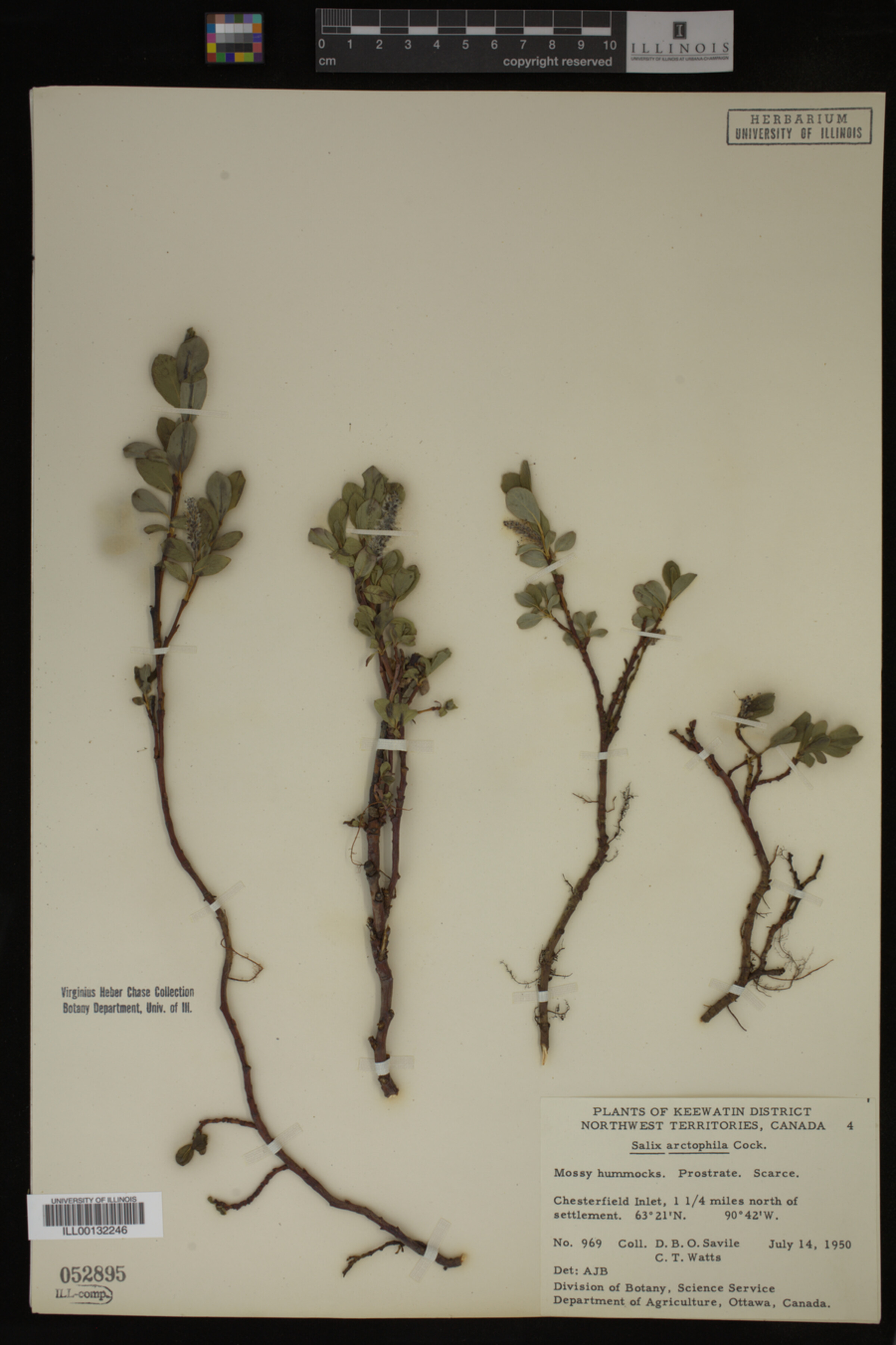 Salix arctophila image