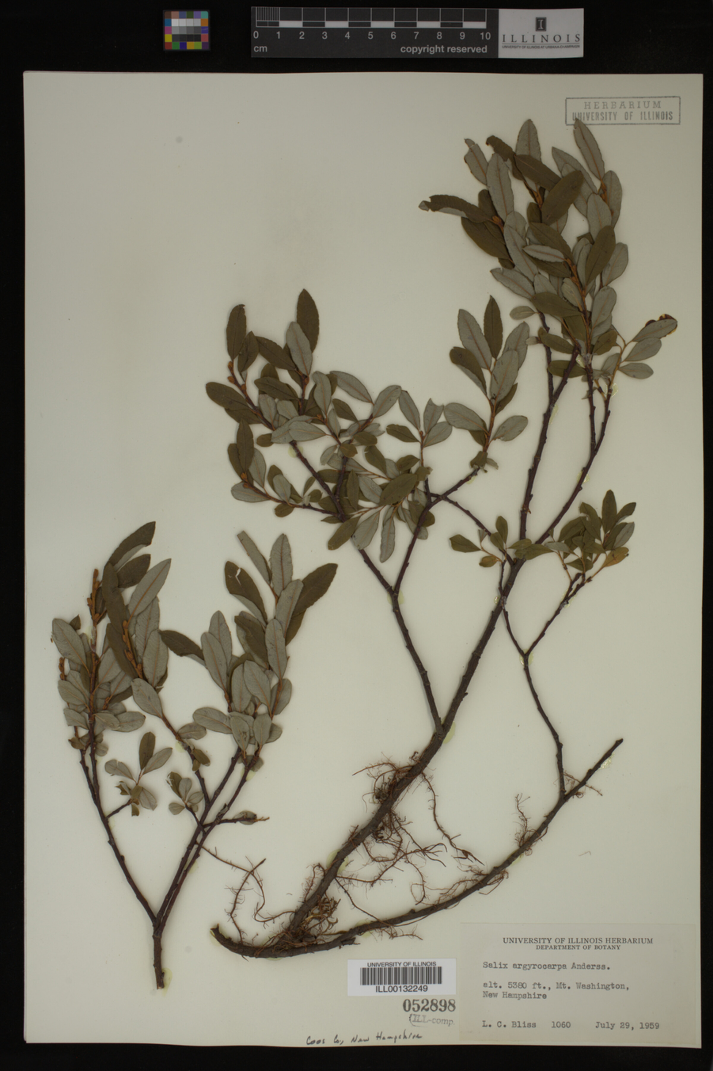 Salix argyrocarpa image