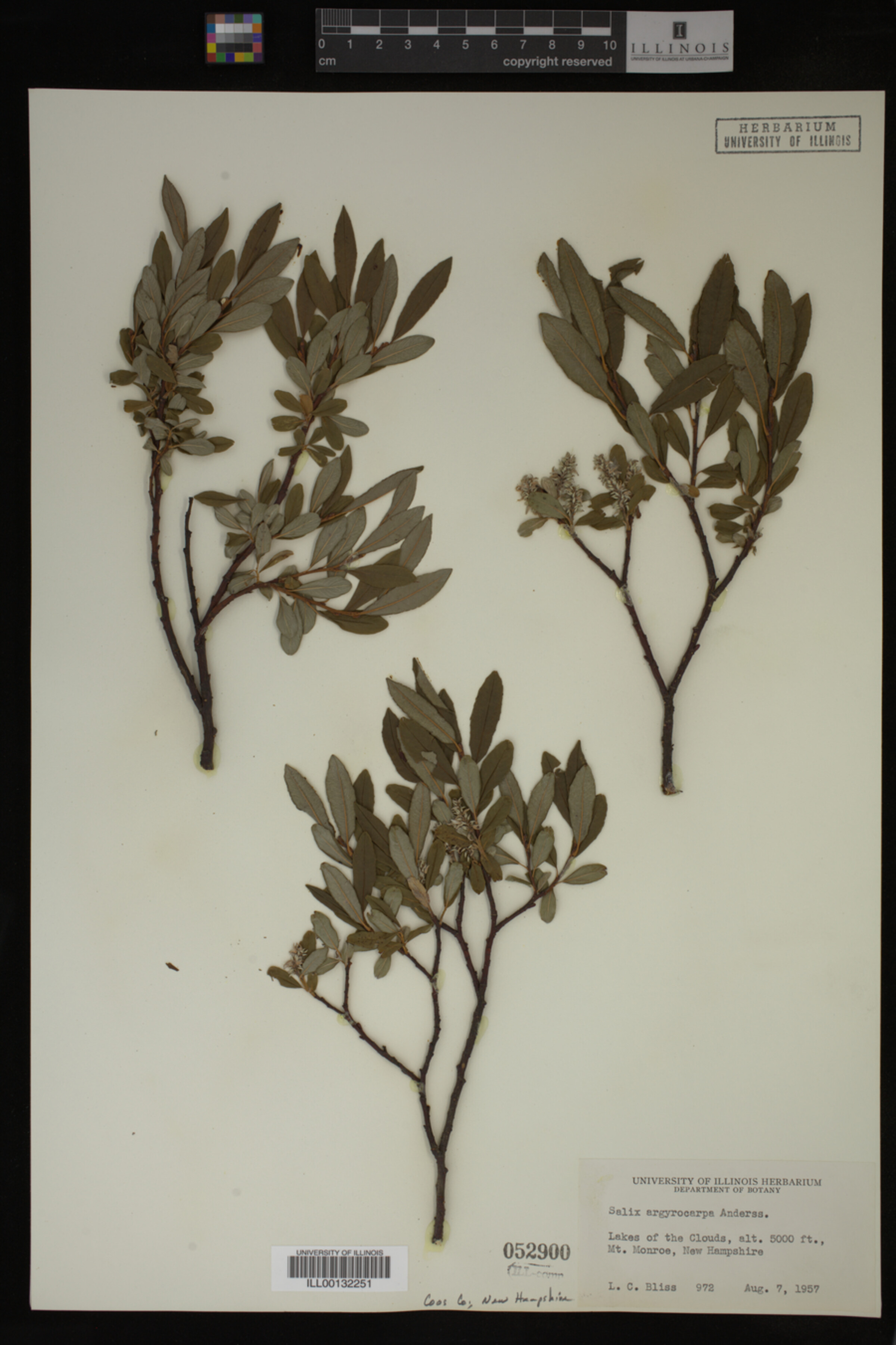 Salix argyrocarpa image