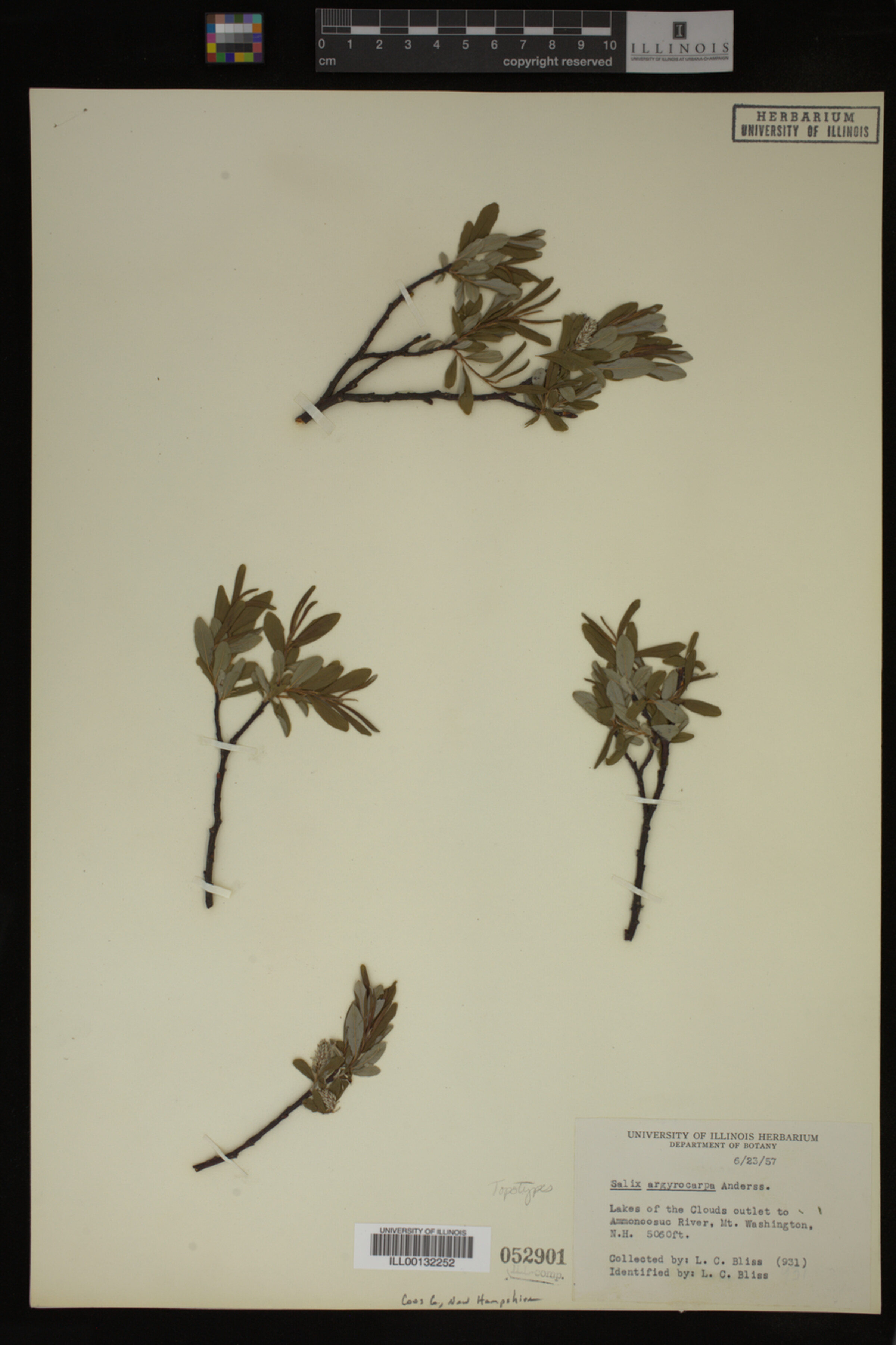 Salix argyrocarpa image