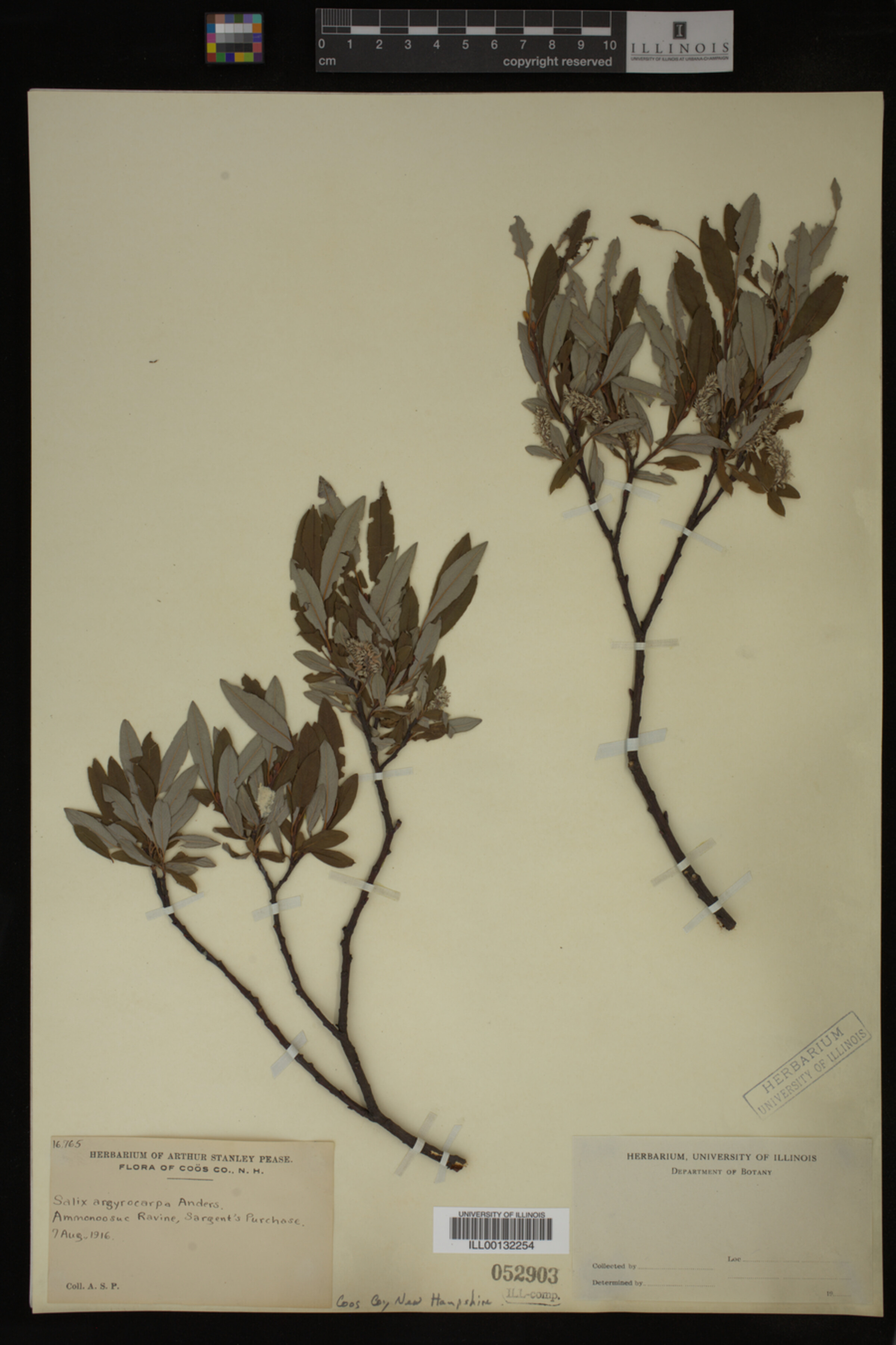 Salix argyrocarpa image