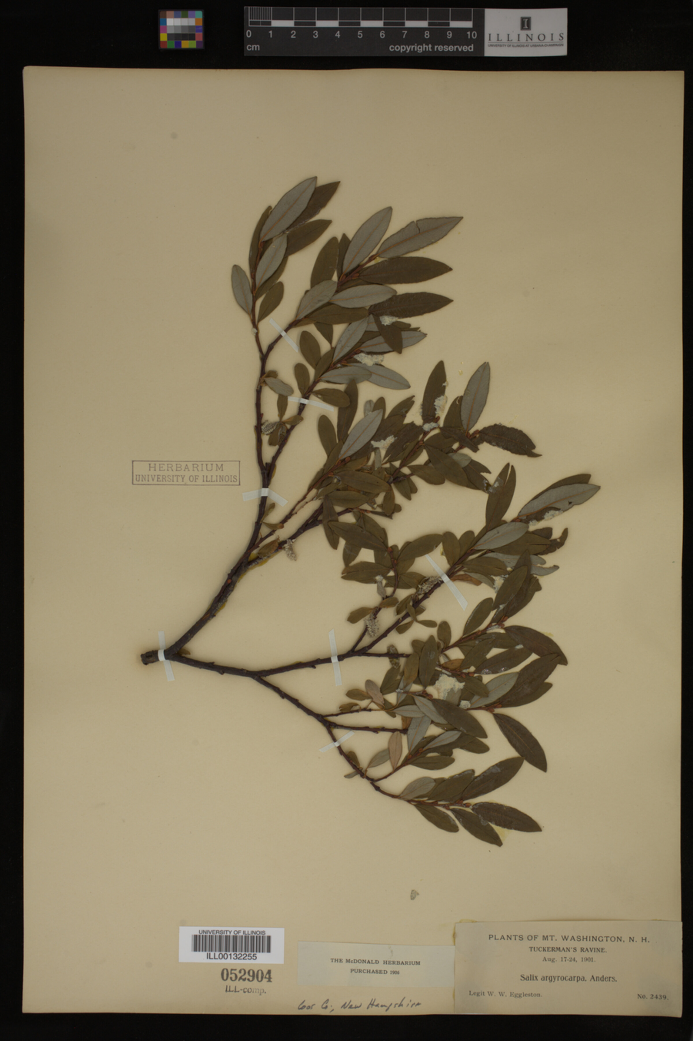 Salix argyrocarpa image