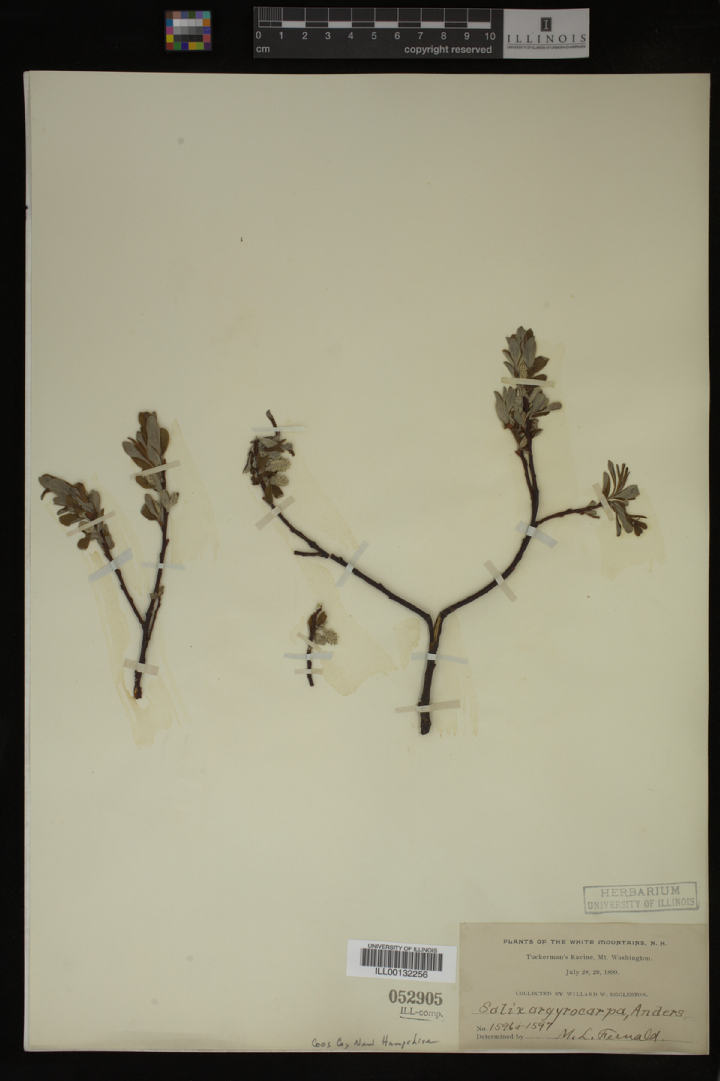 Salix argyrocarpa image