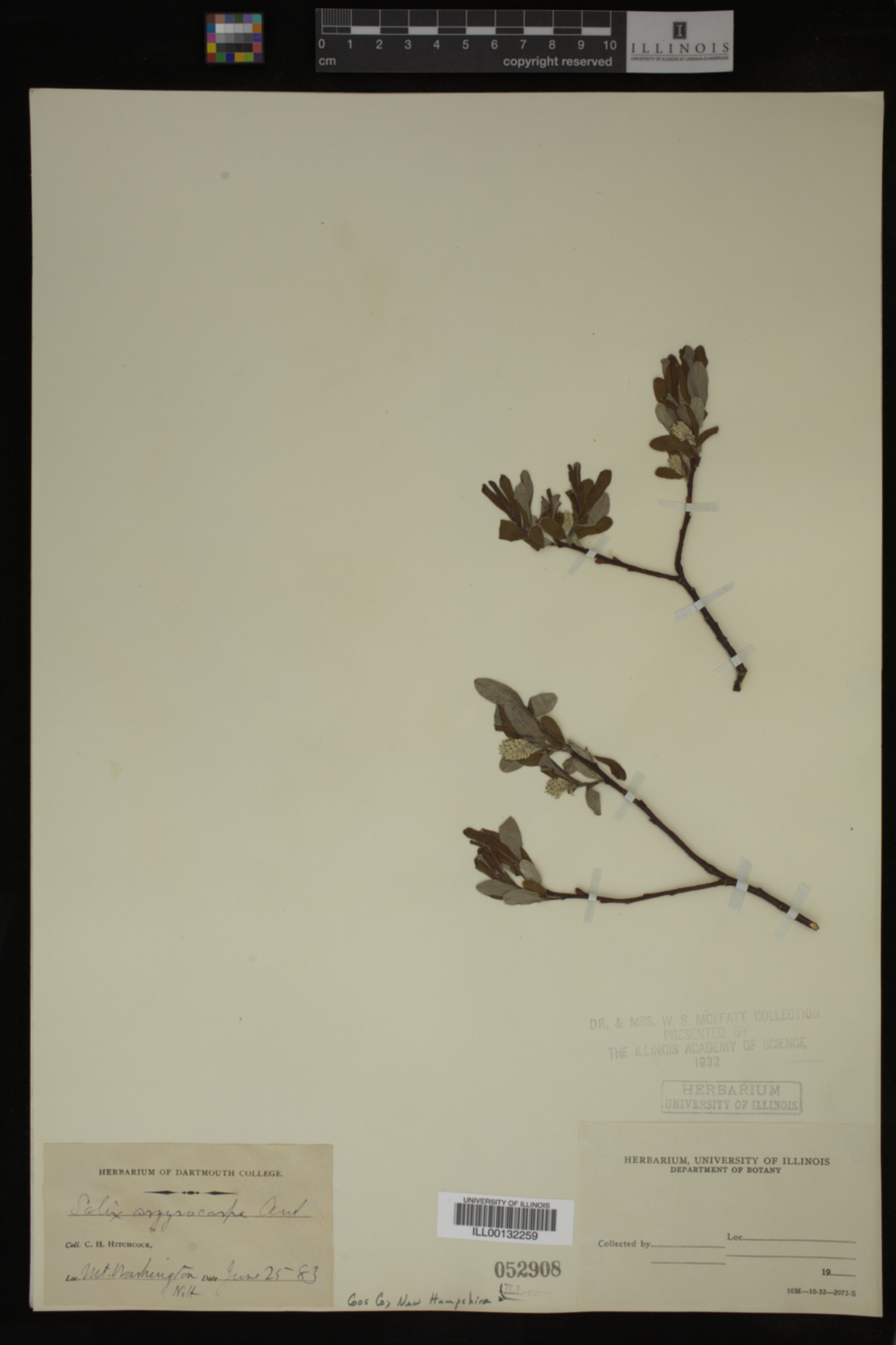 Salix argyrocarpa image
