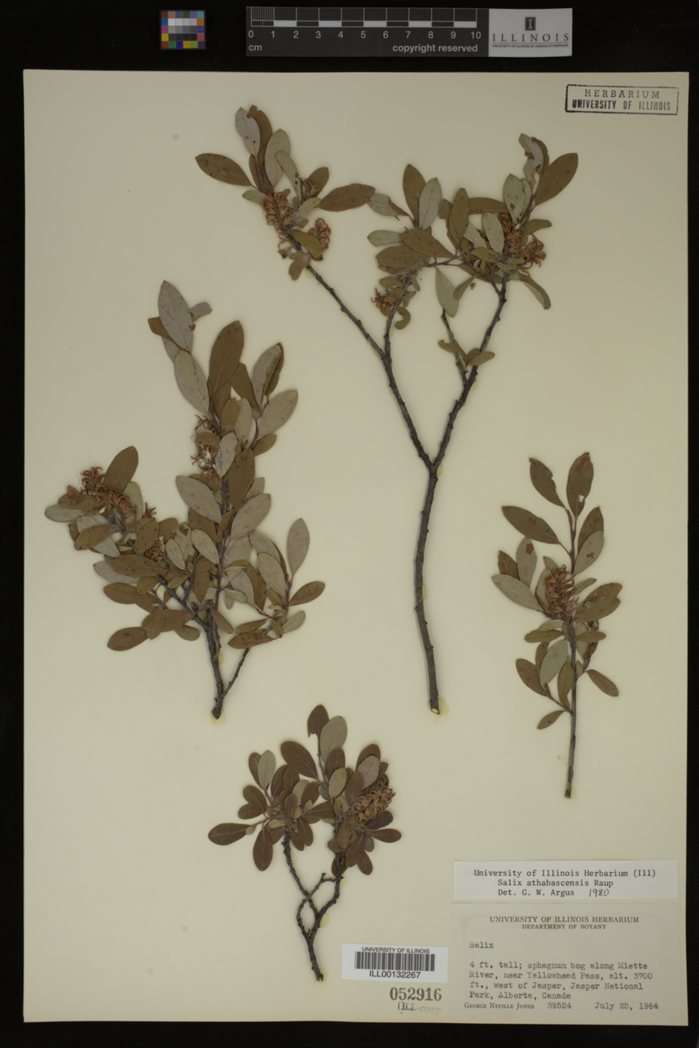 Salix athabascensis image