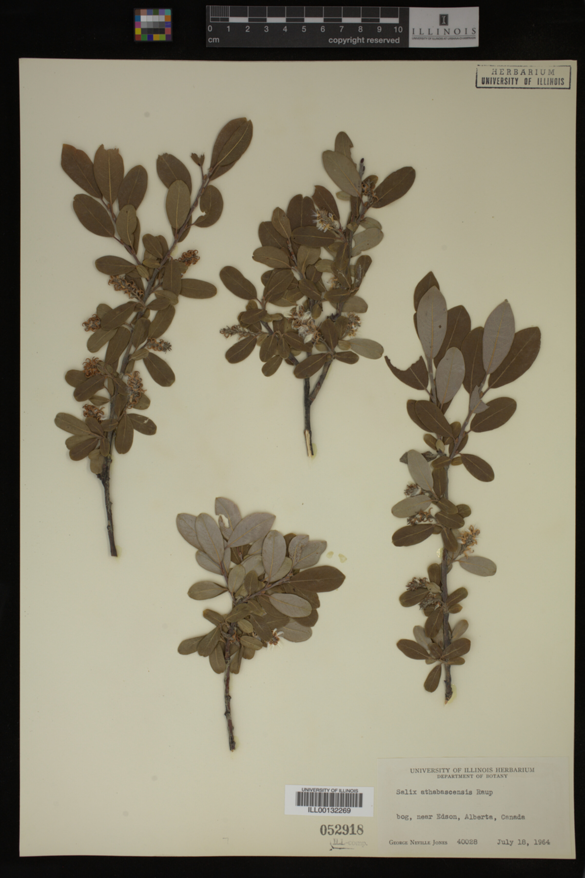 Salix athabascensis image