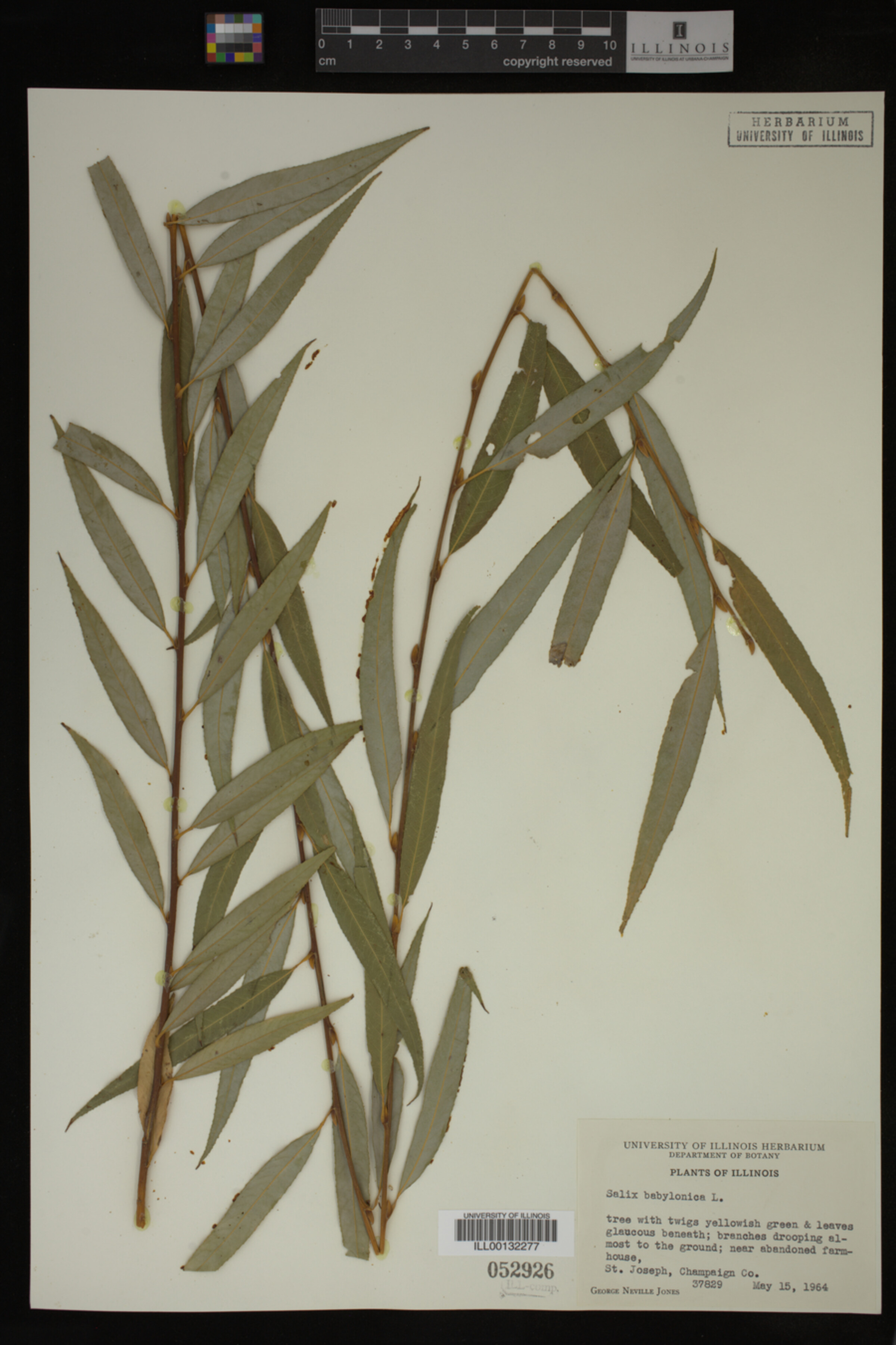 Salix babylonica image