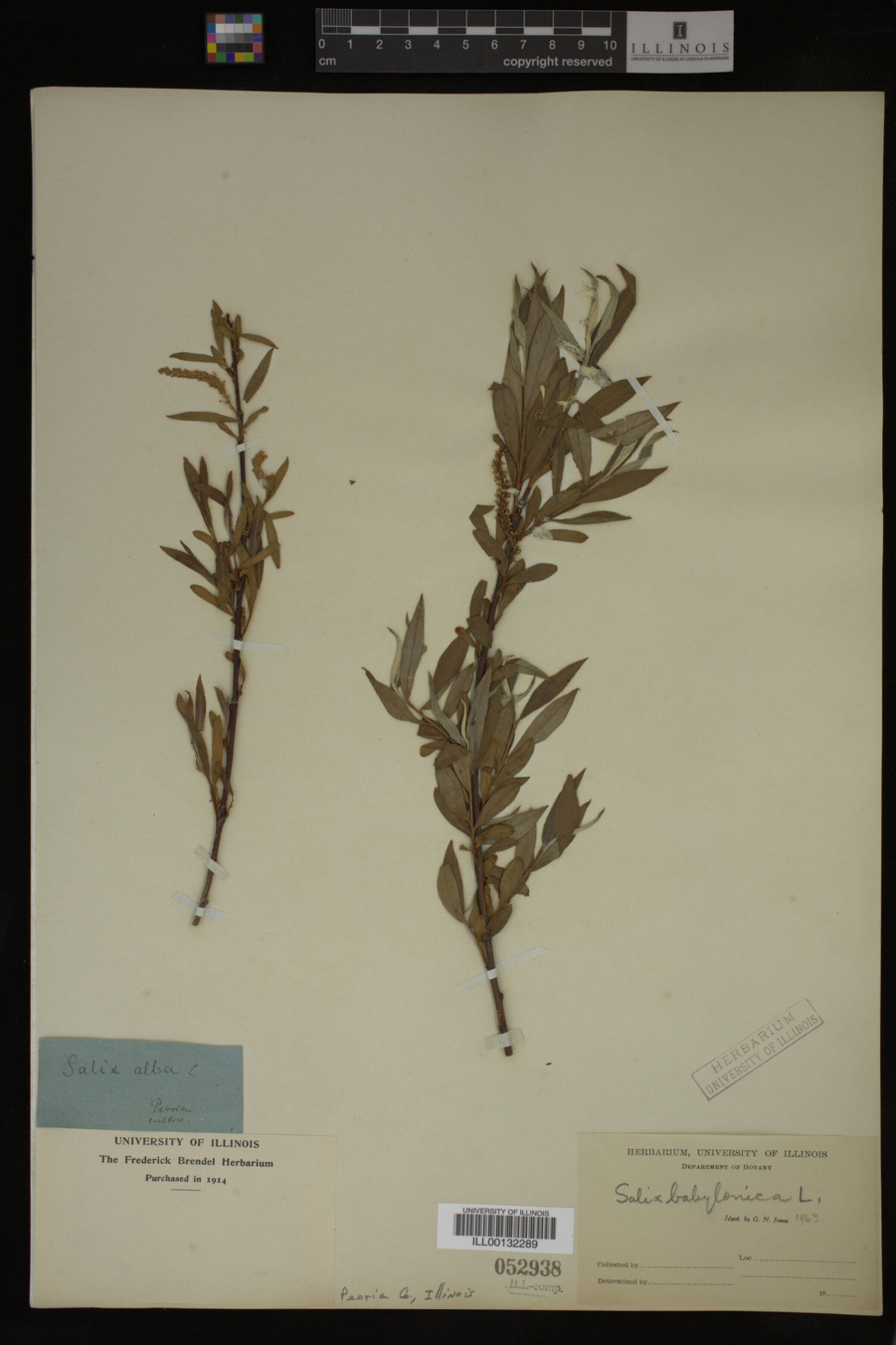 Salix babylonica image