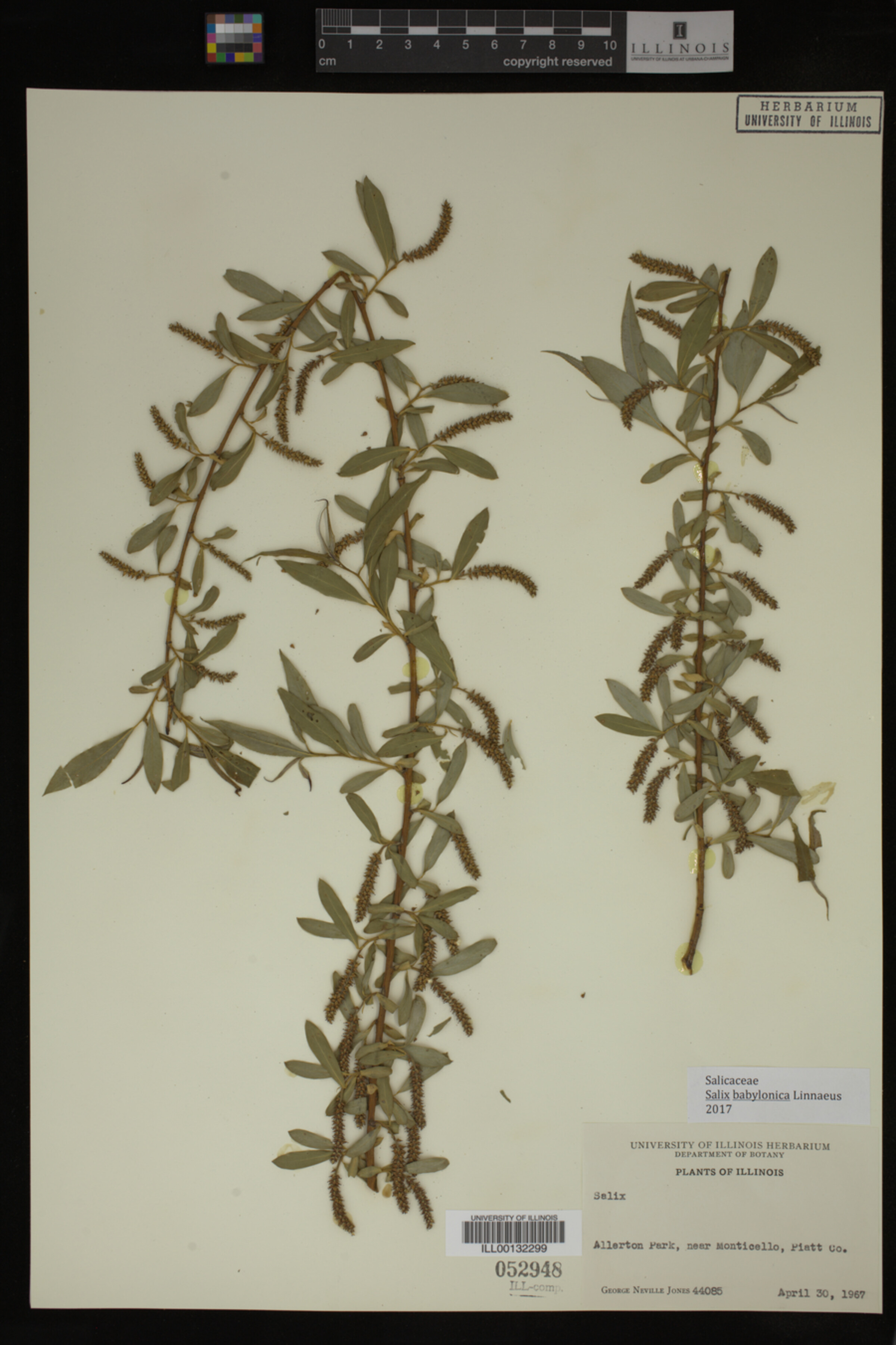 Salix babylonica image