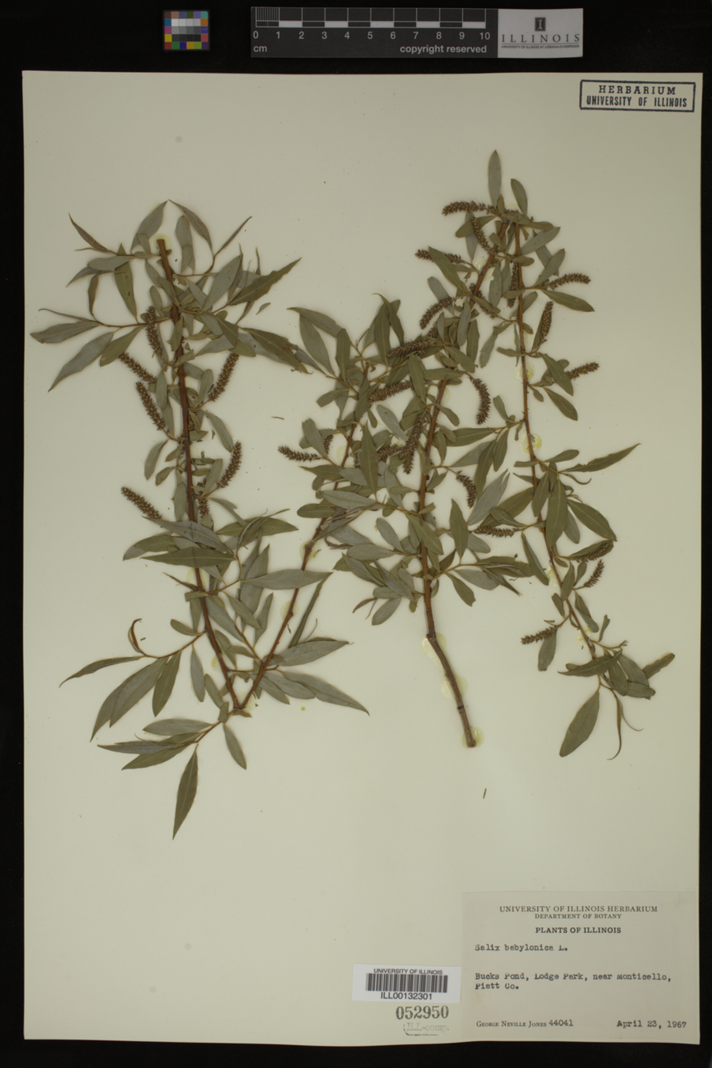 Salix babylonica image