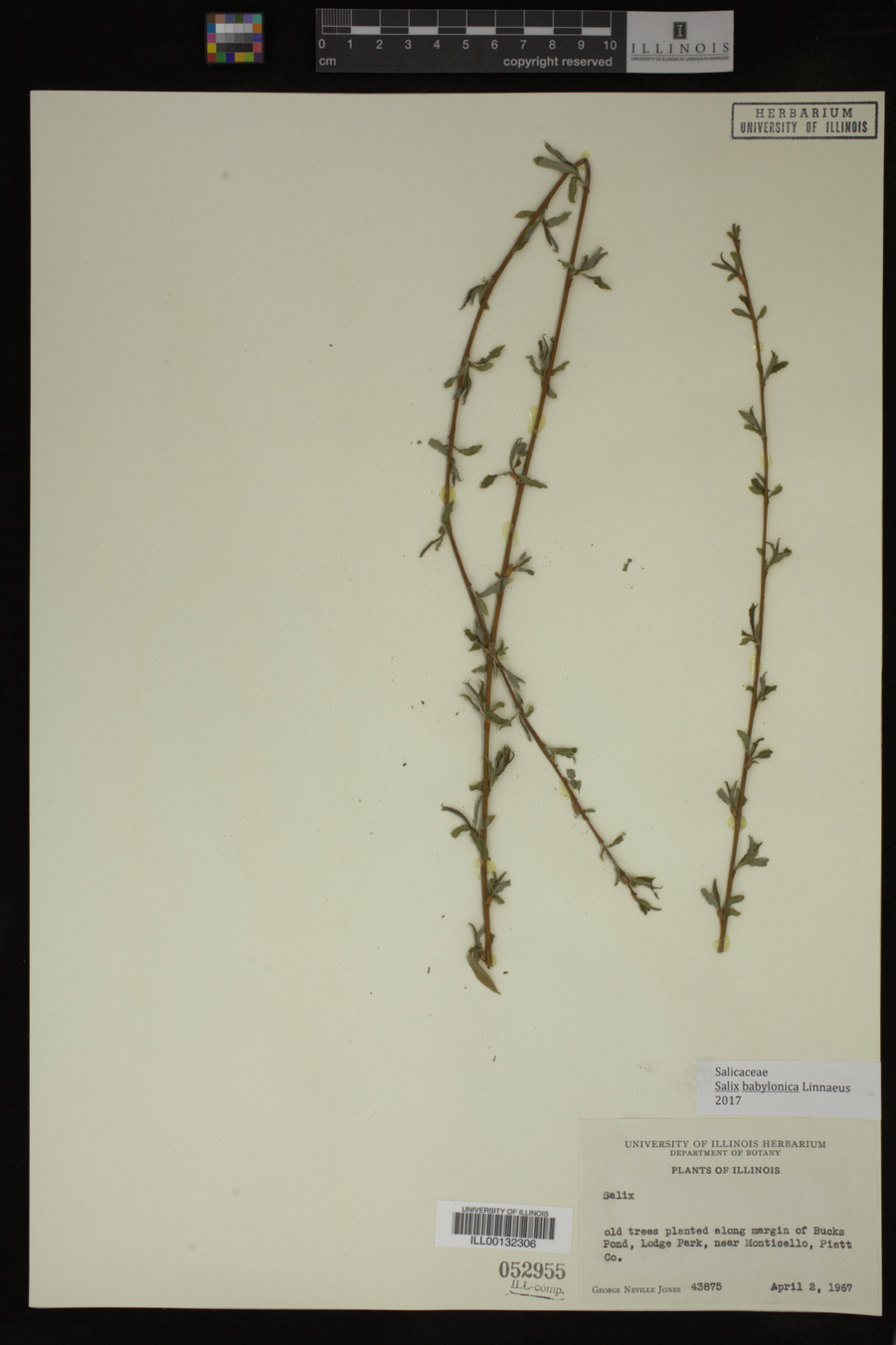 Salix babylonica image