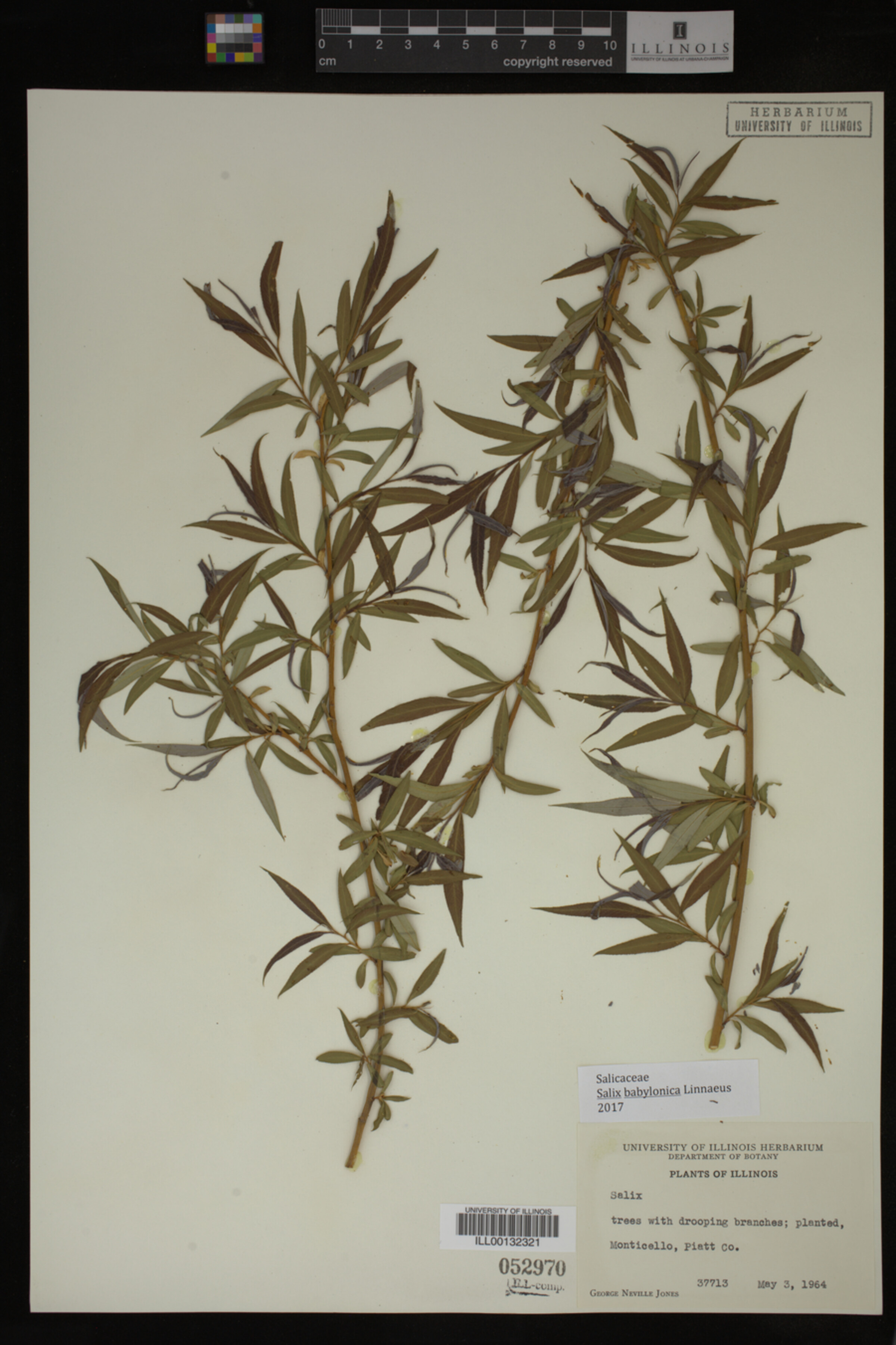 Salix babylonica image