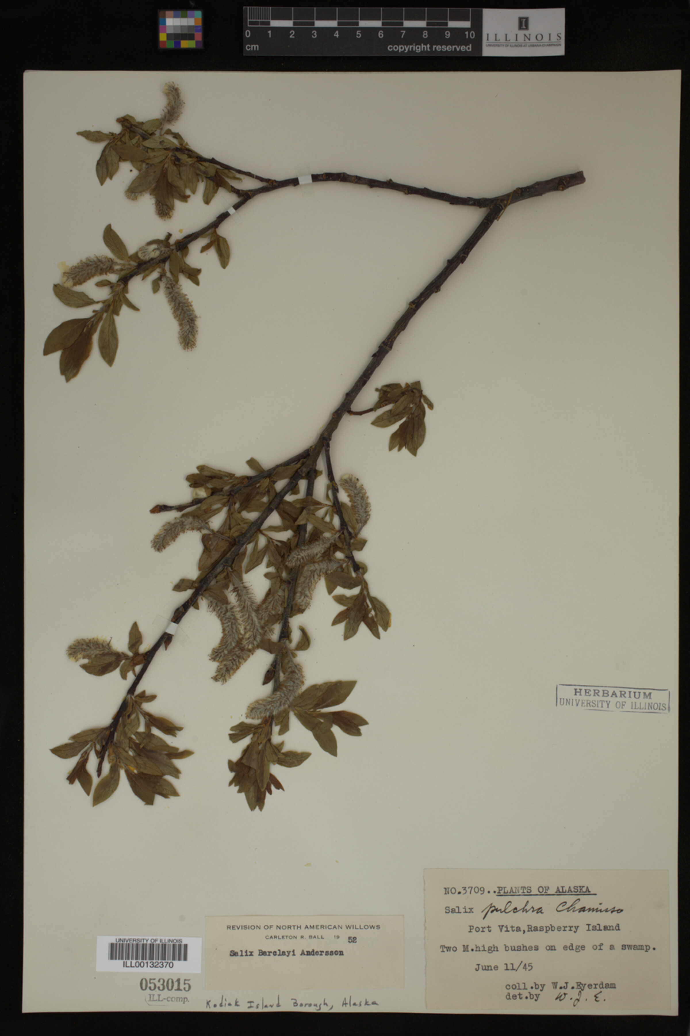 Salix barclayi image
