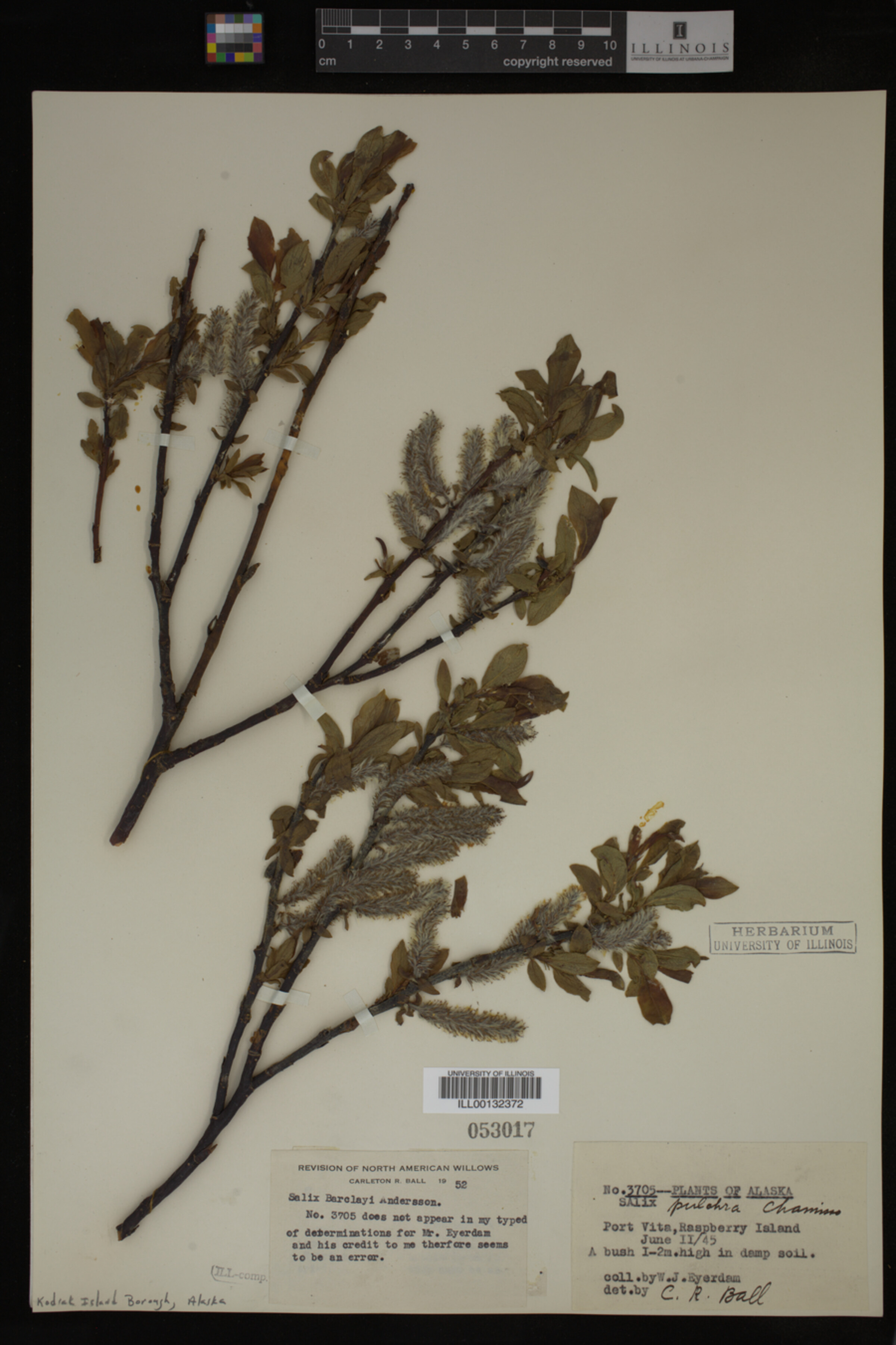 Salix barclayi image