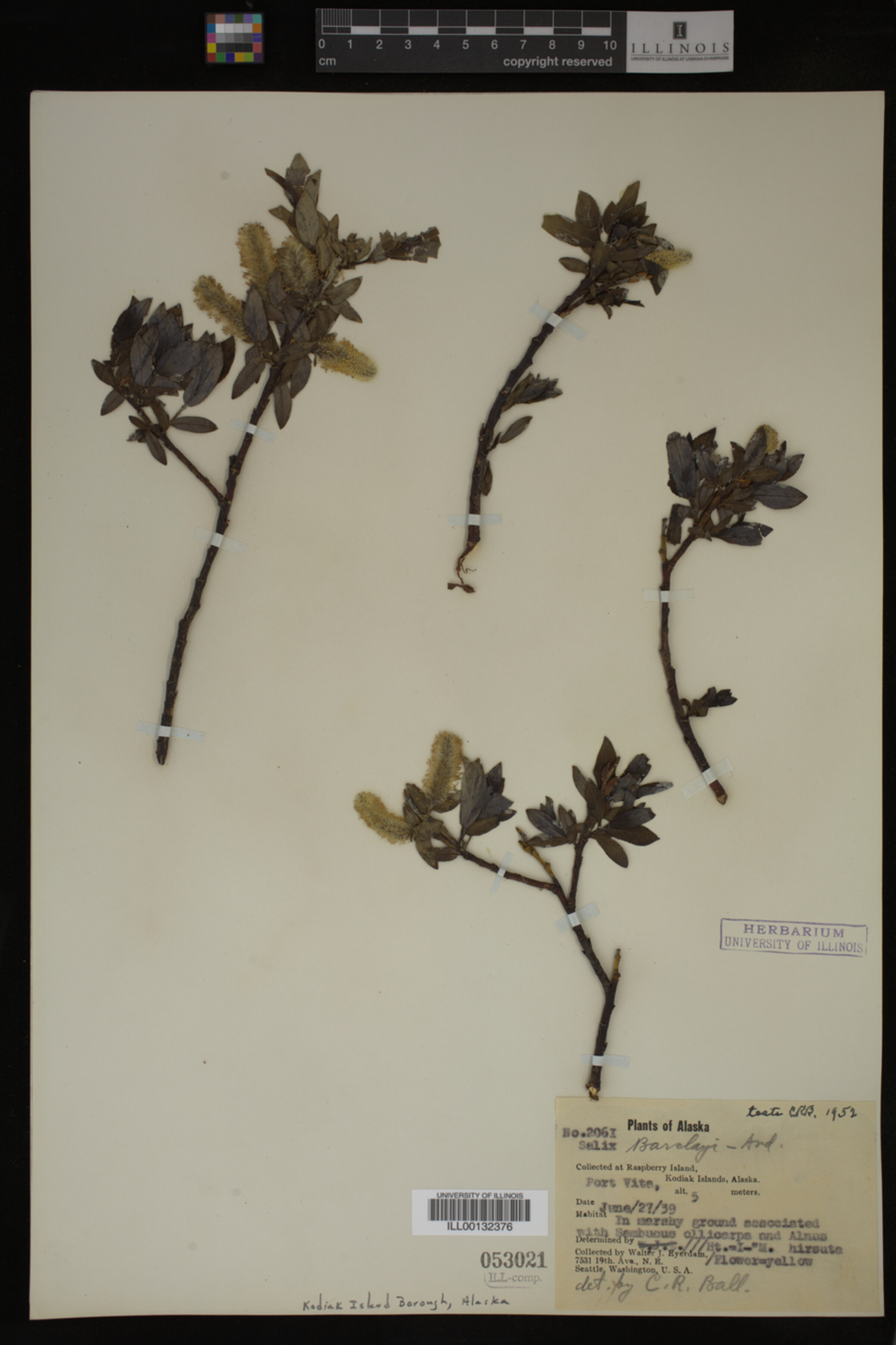 Salix barclayi image