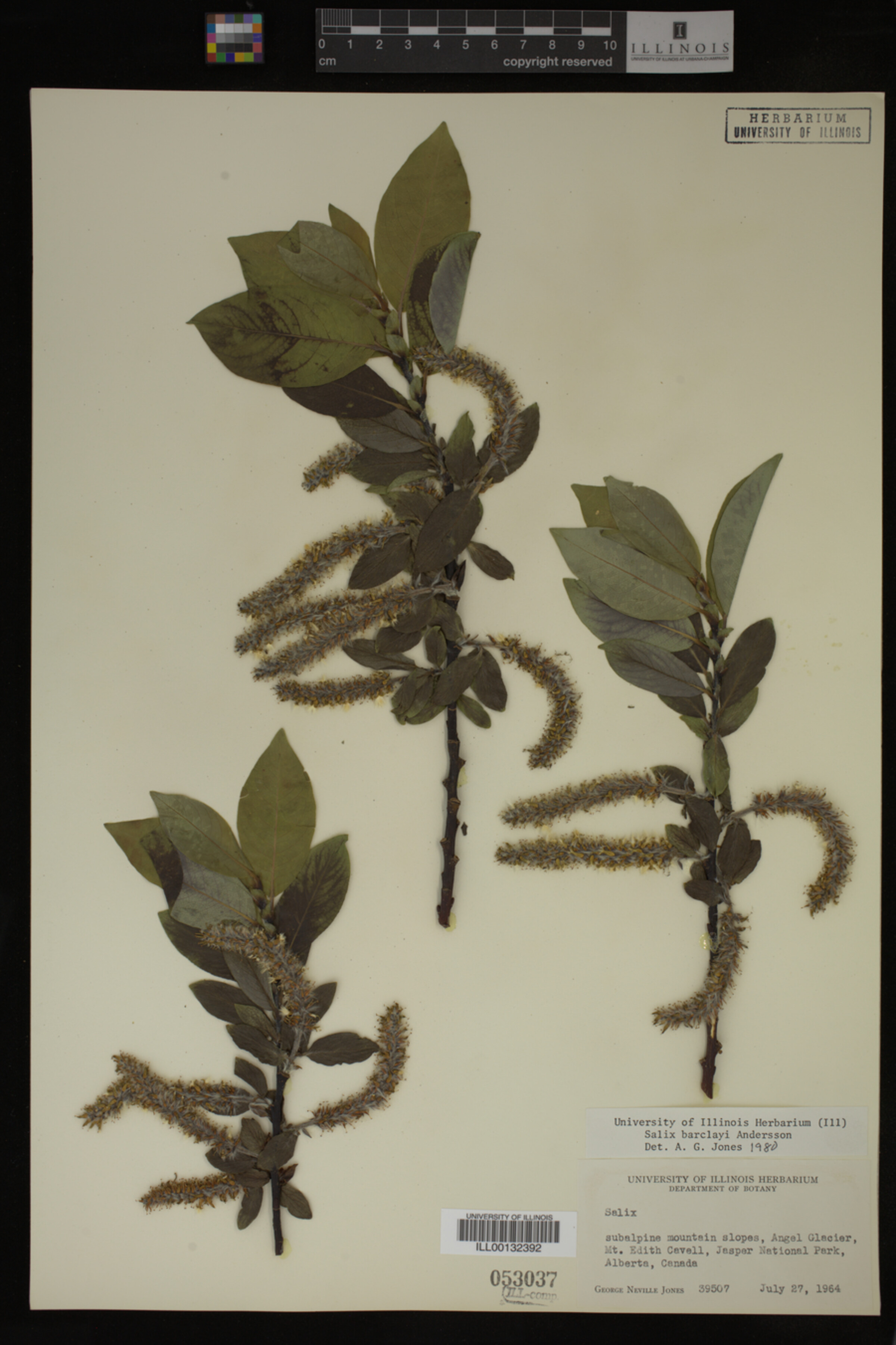 Salix barclayi image