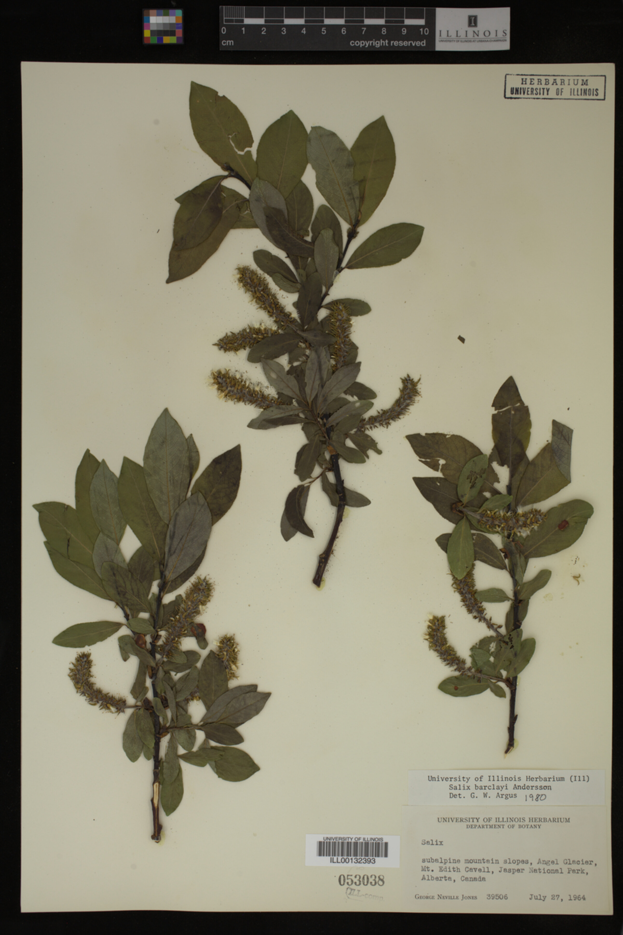 Salix barclayi image