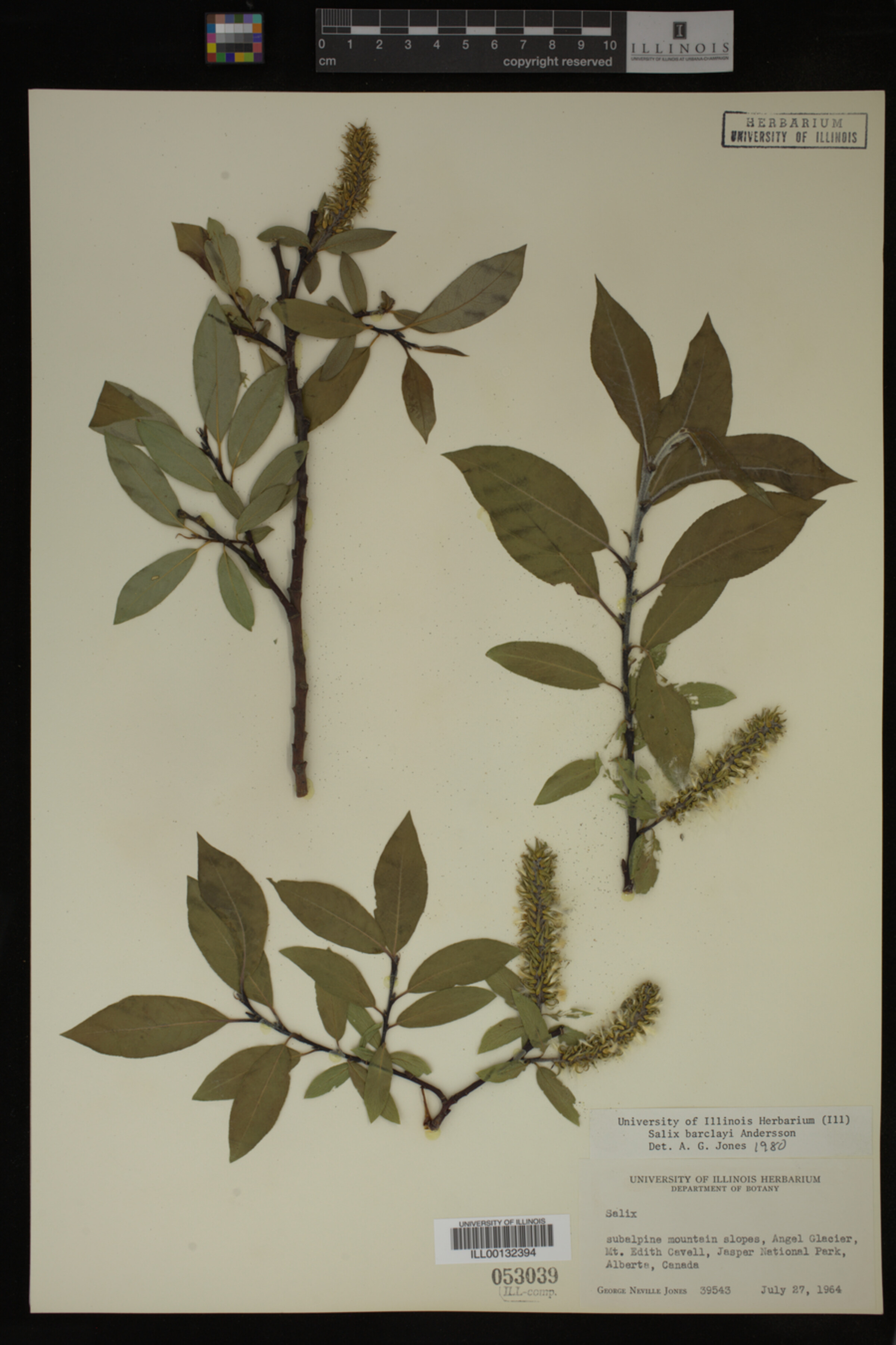Salix barclayi image