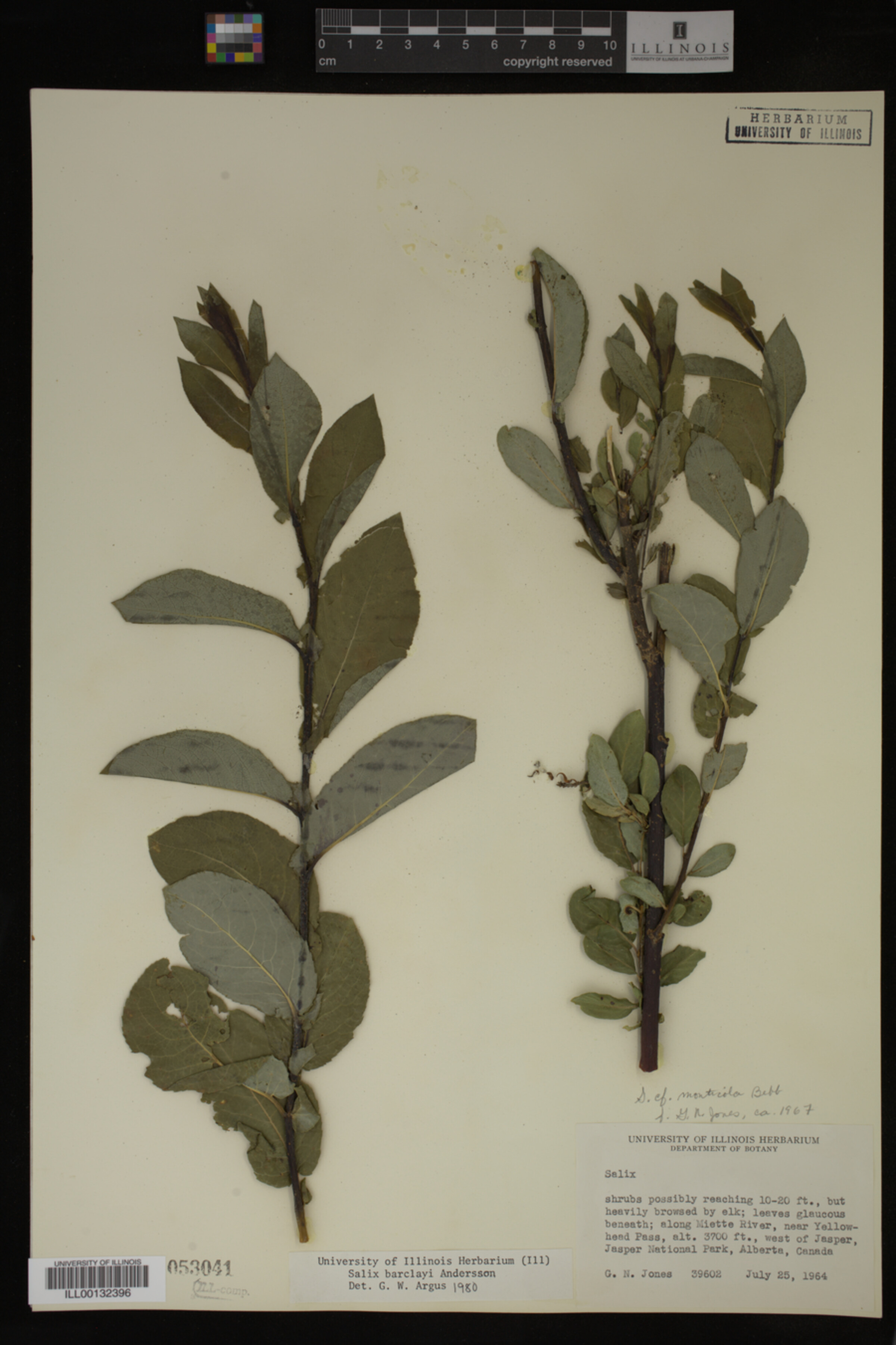 Salix barclayi image