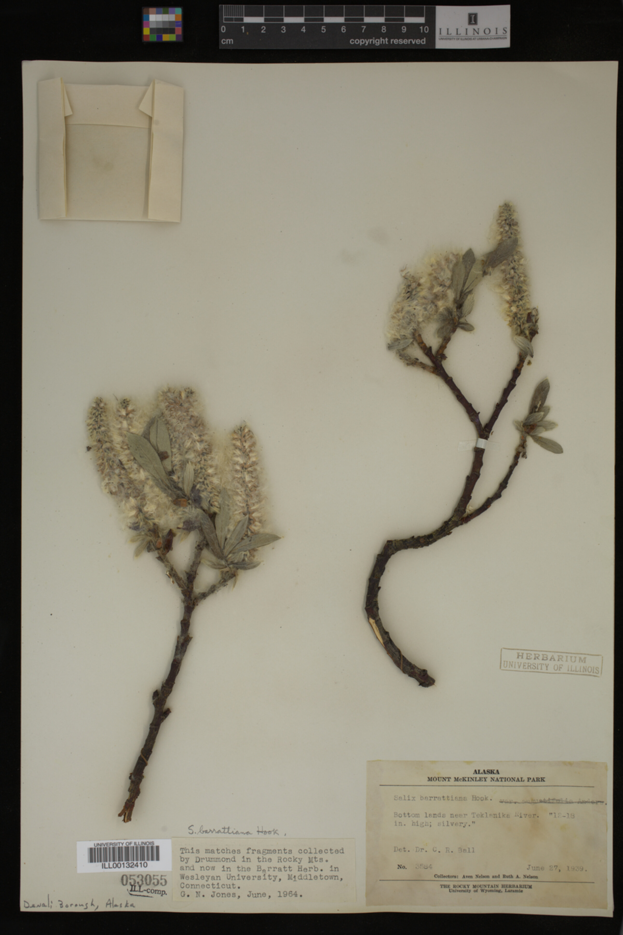 Salix barrattiana image