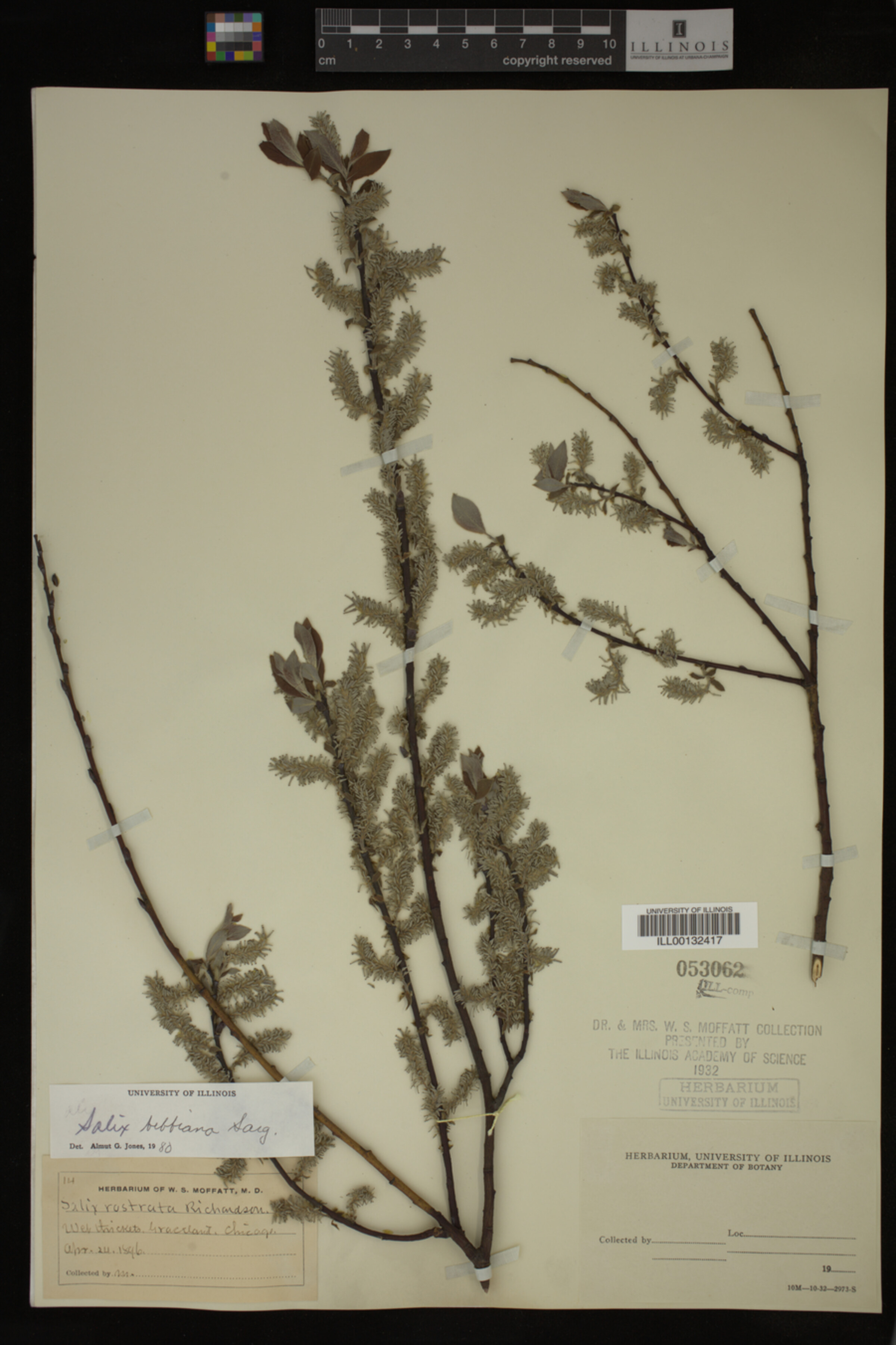 Salix bebbiana image