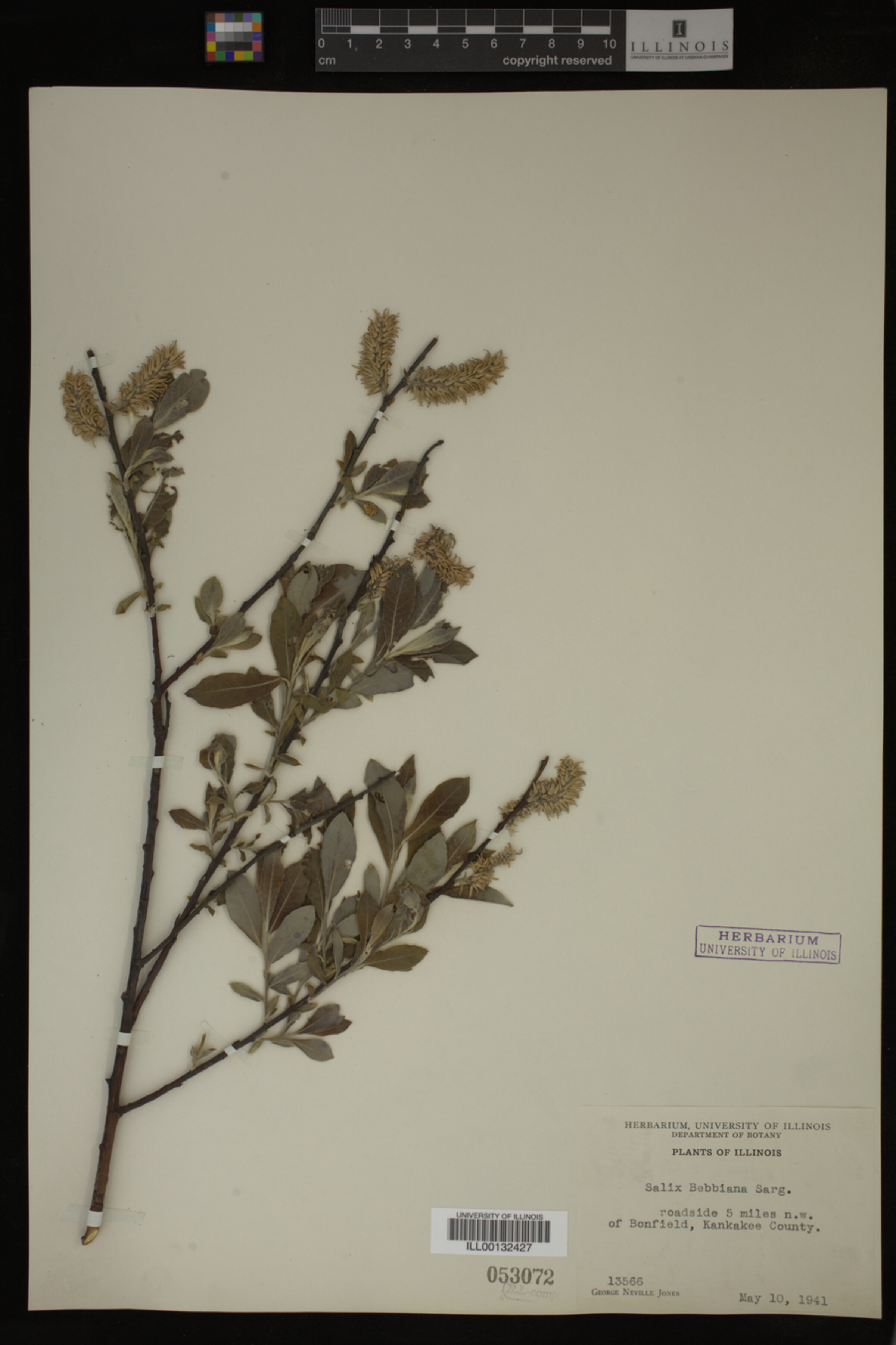Salix bebbiana image