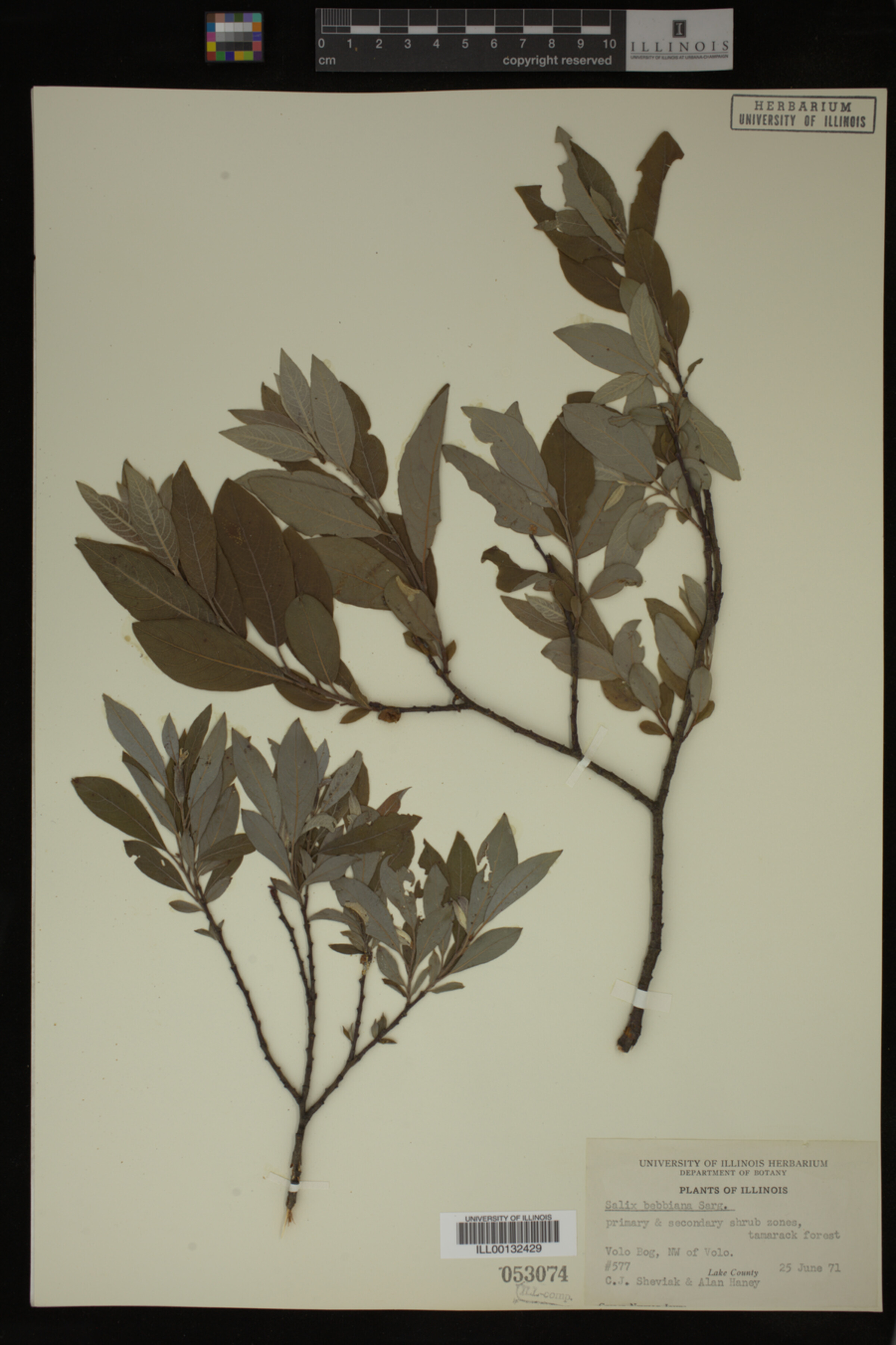 Salix bebbiana image