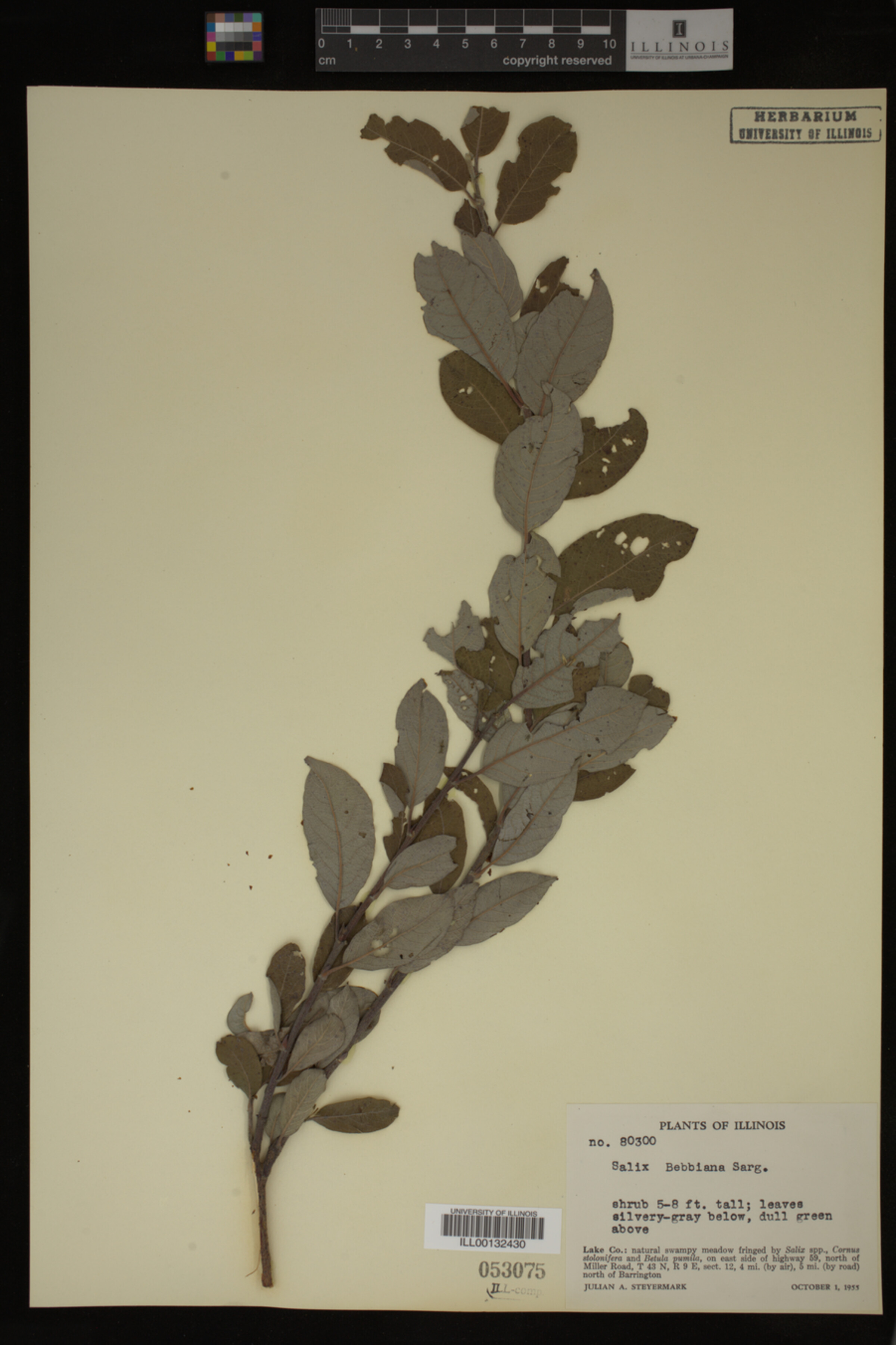 Salix bebbiana image