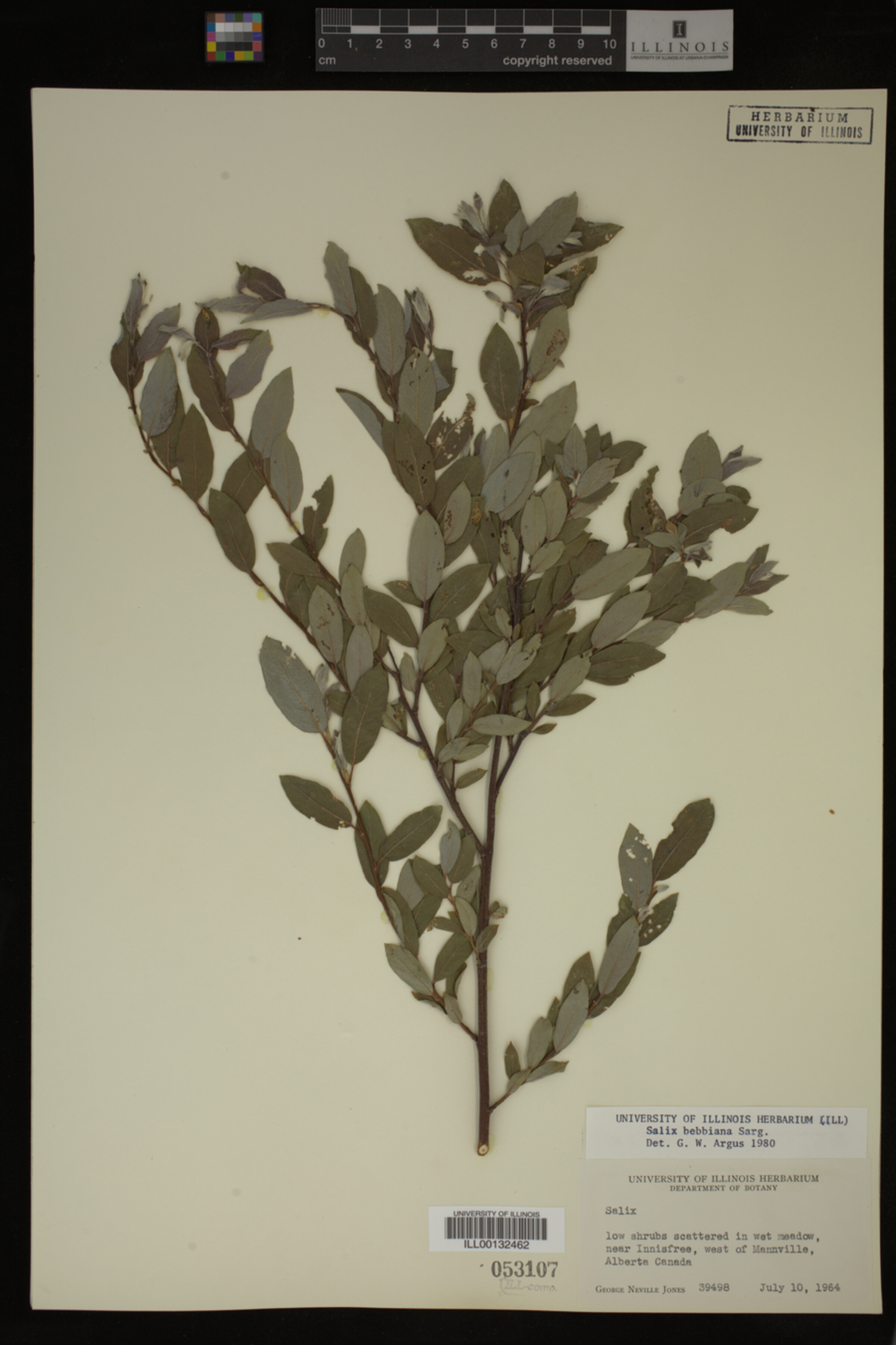 Salix bebbiana image