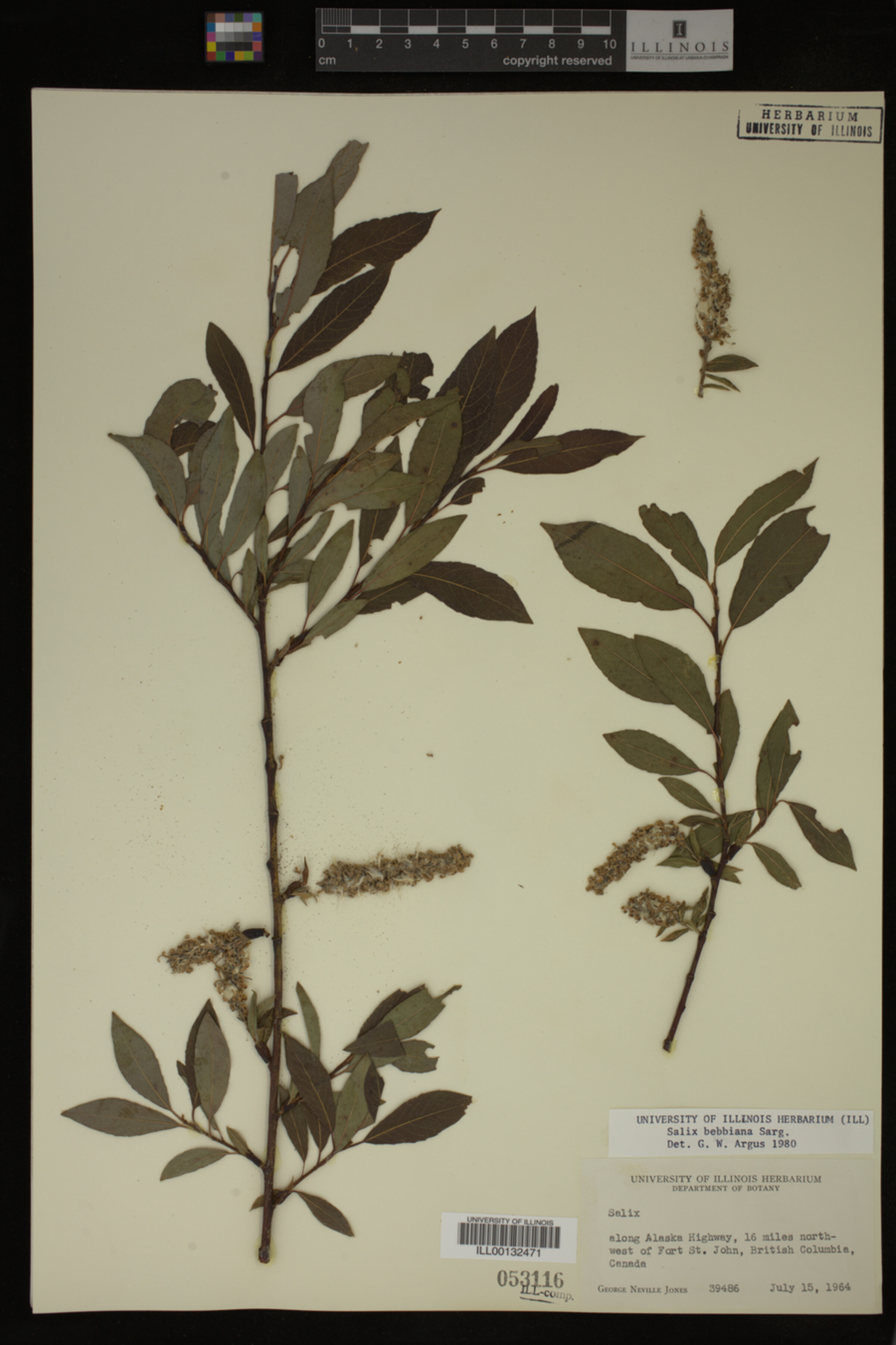Salix bebbiana image