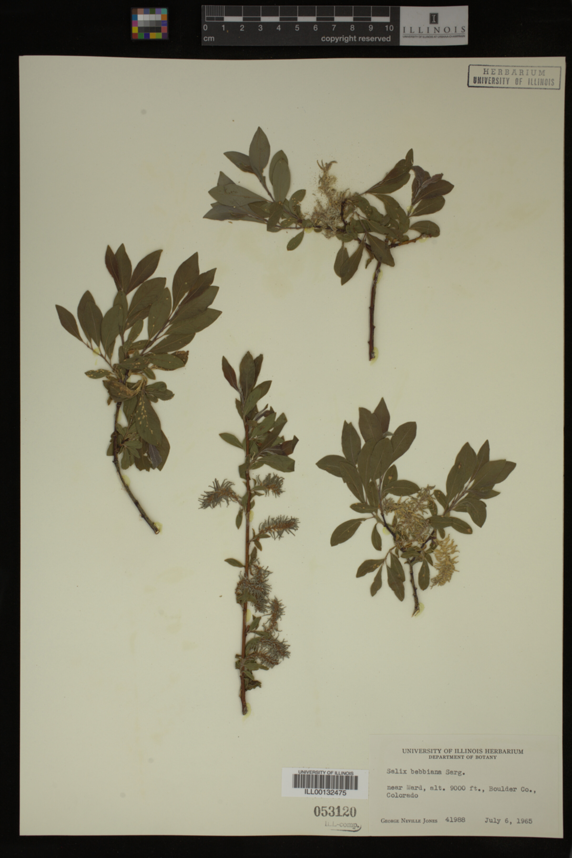 Salix bebbiana image
