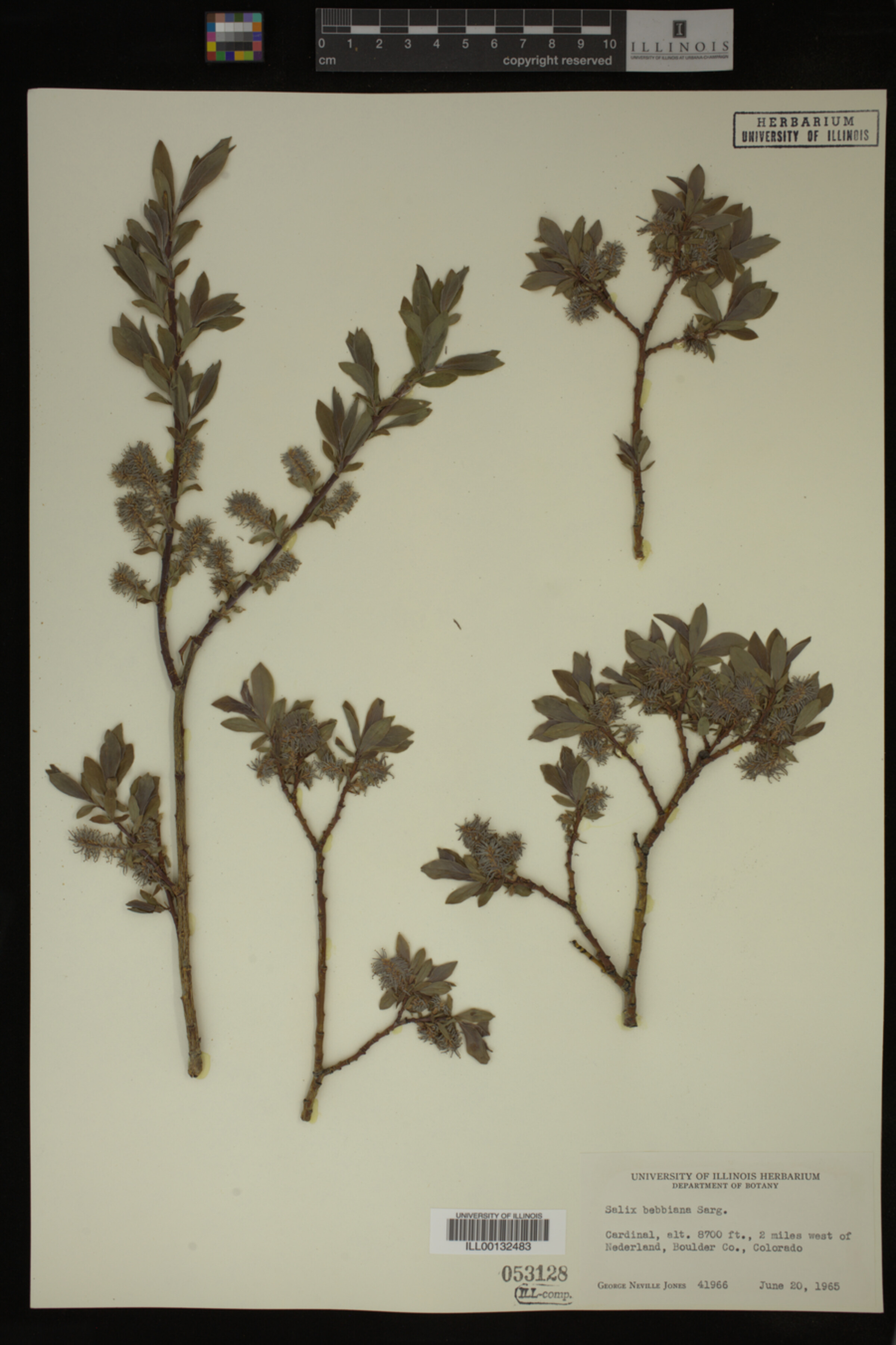 Salix bebbiana image