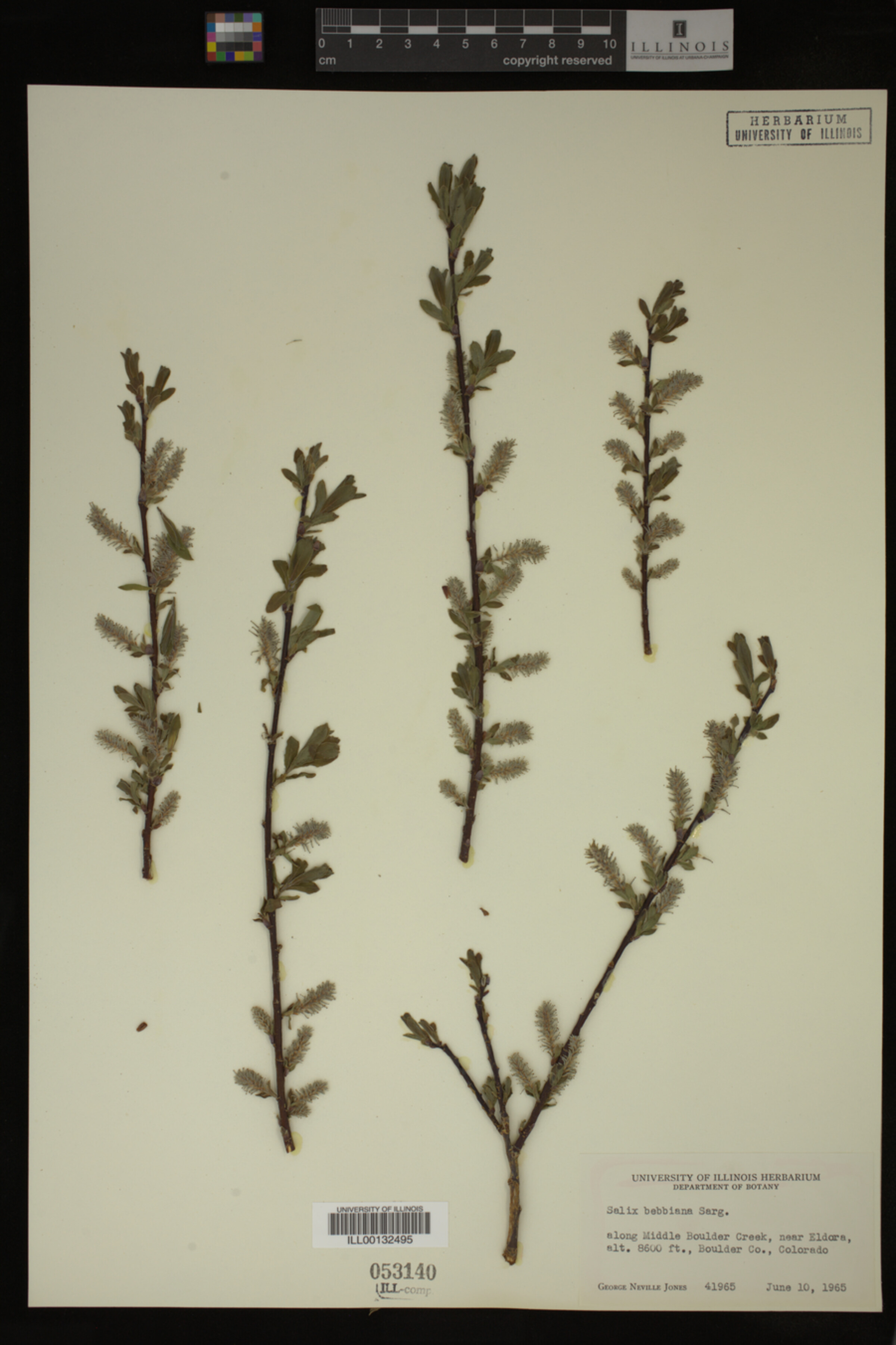 Salix bebbiana image