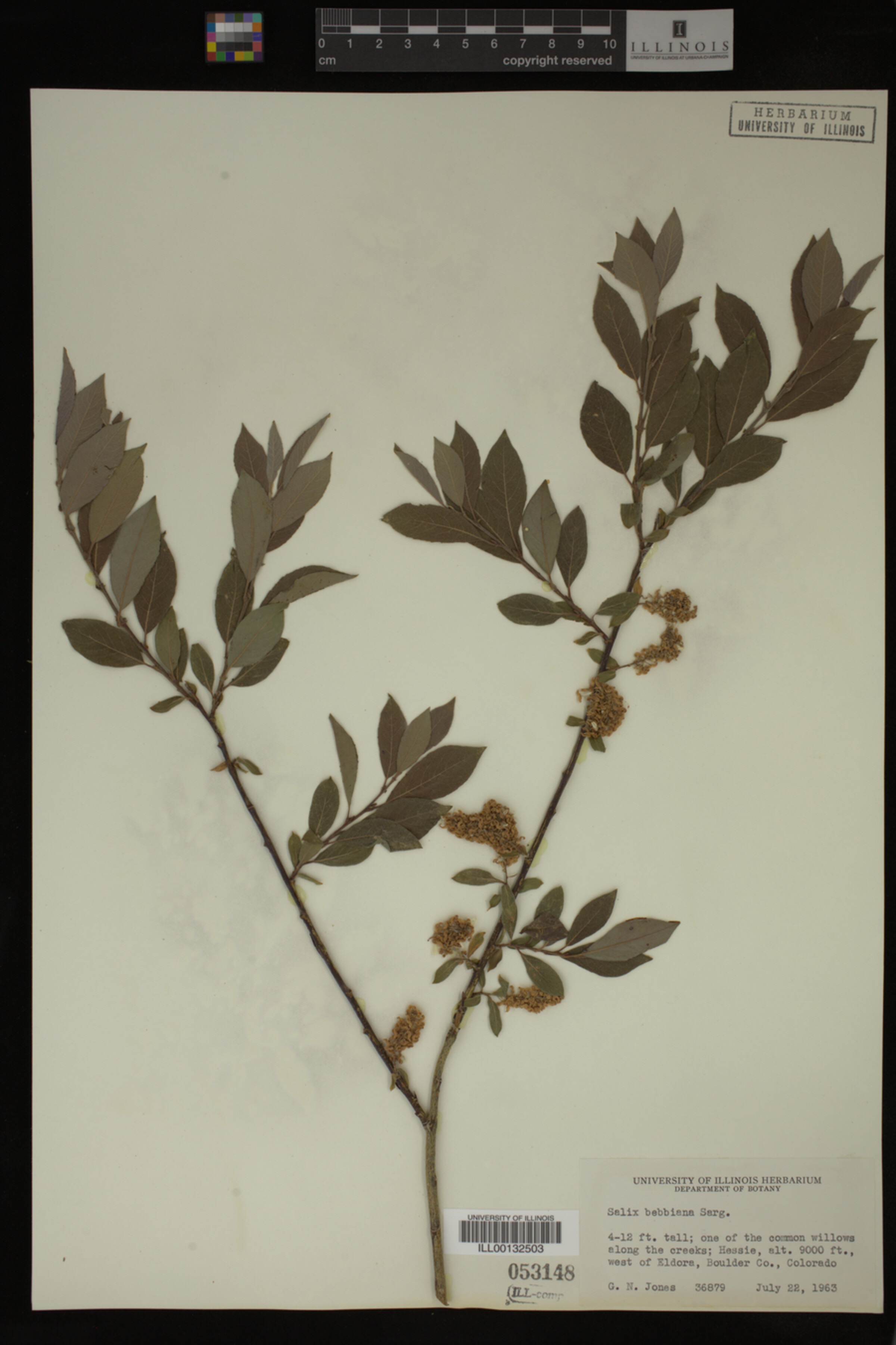 Salix bebbiana image