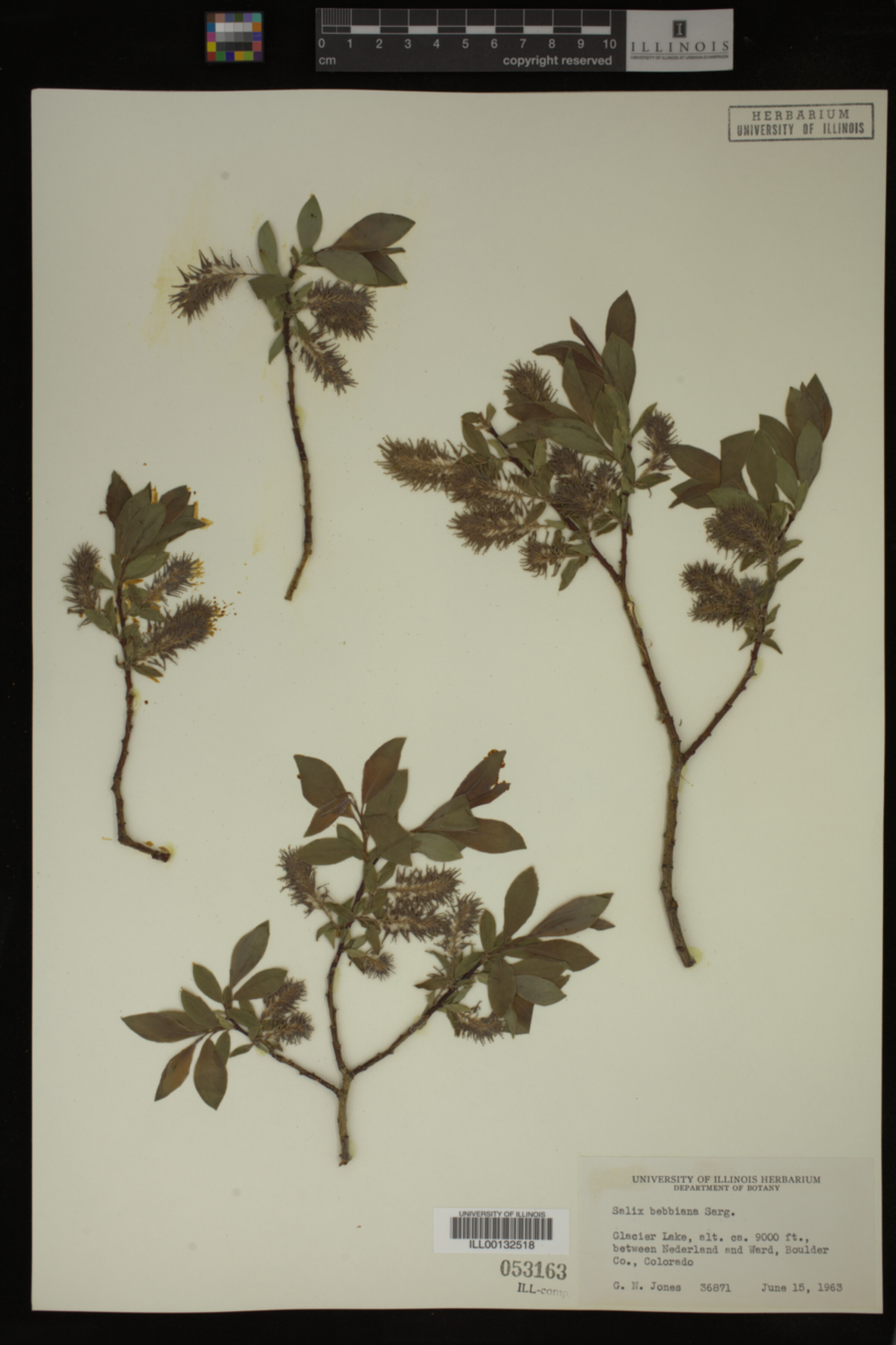 Salix bebbiana image