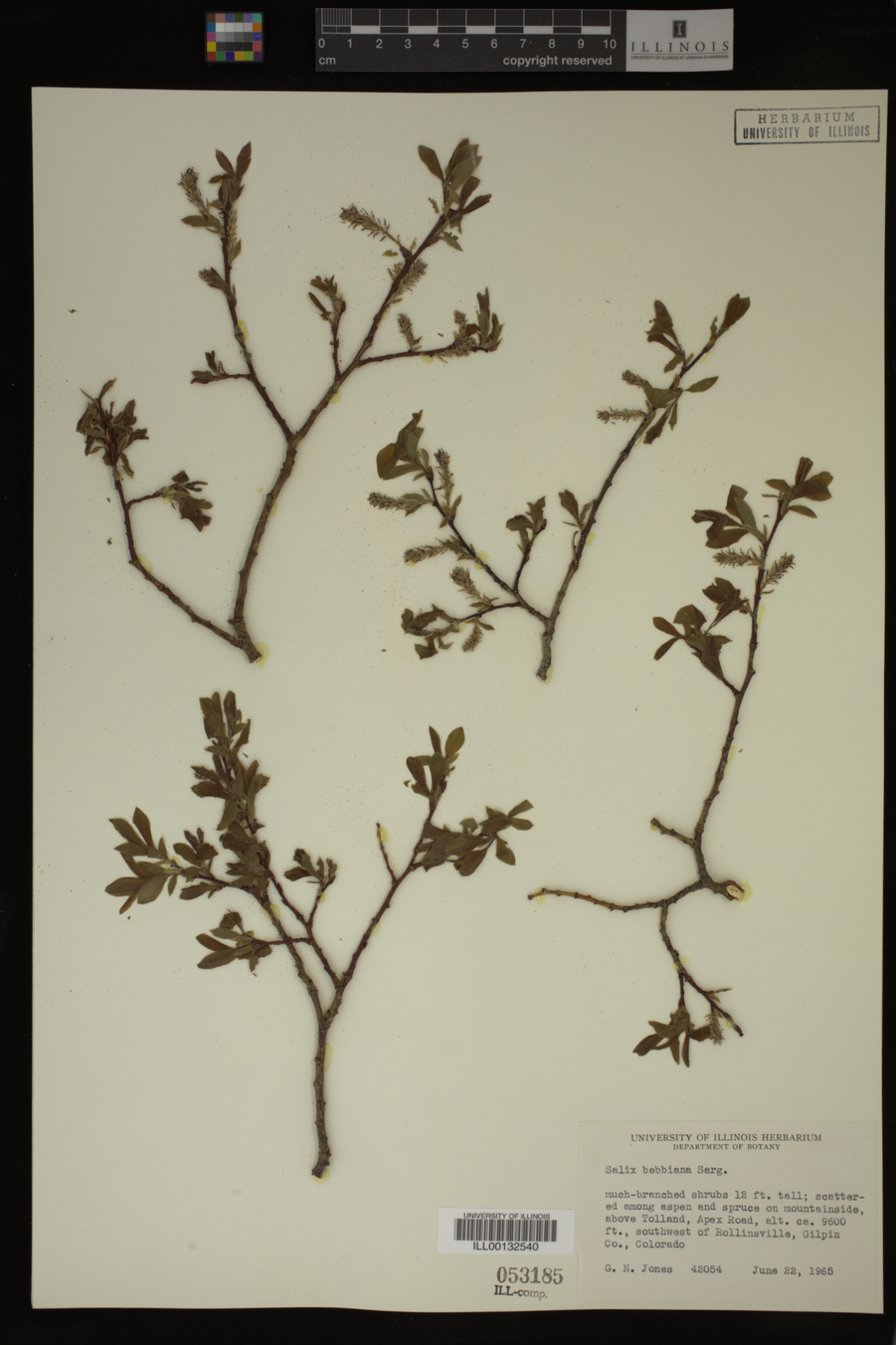 Salix bebbiana image