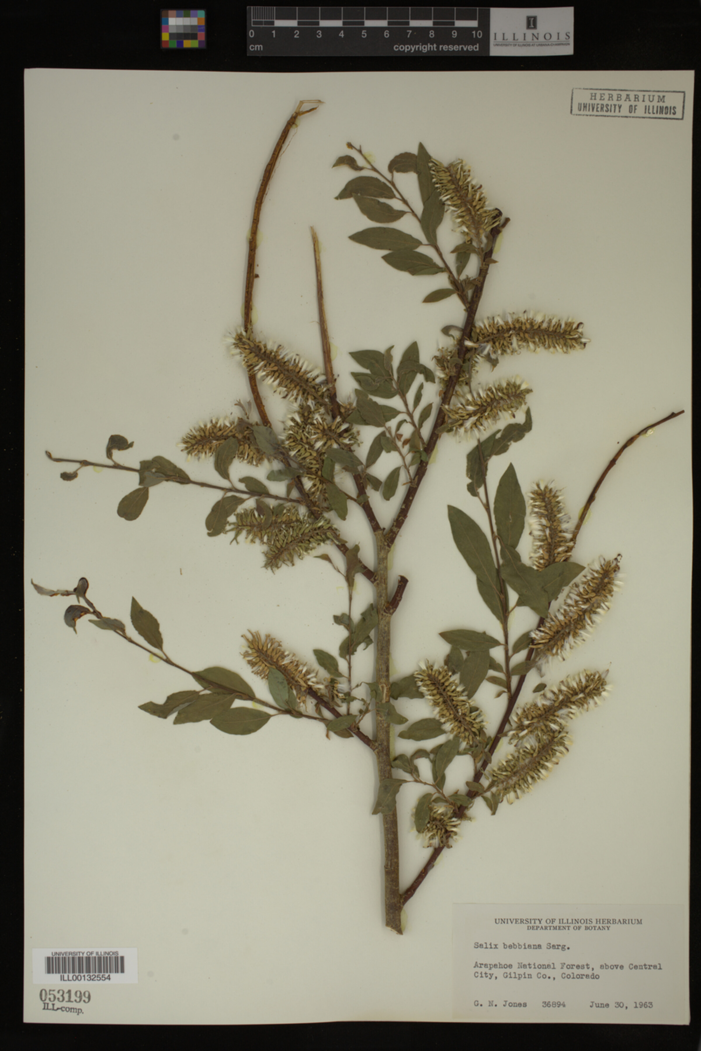 Salix bebbiana image