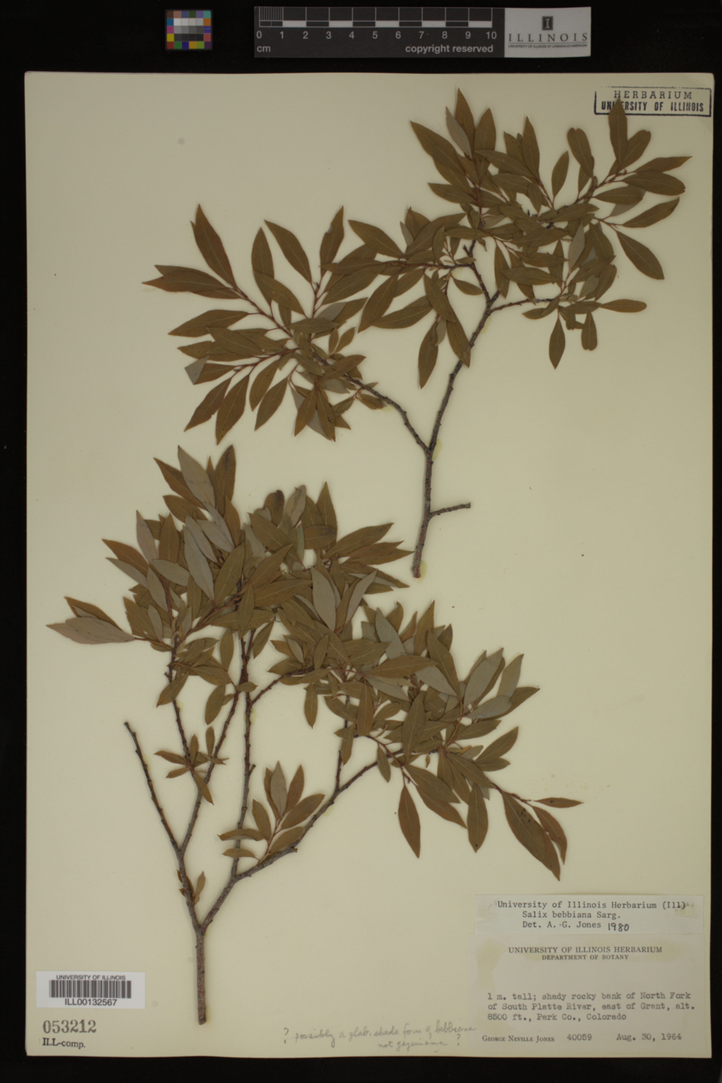 Salix bebbiana image