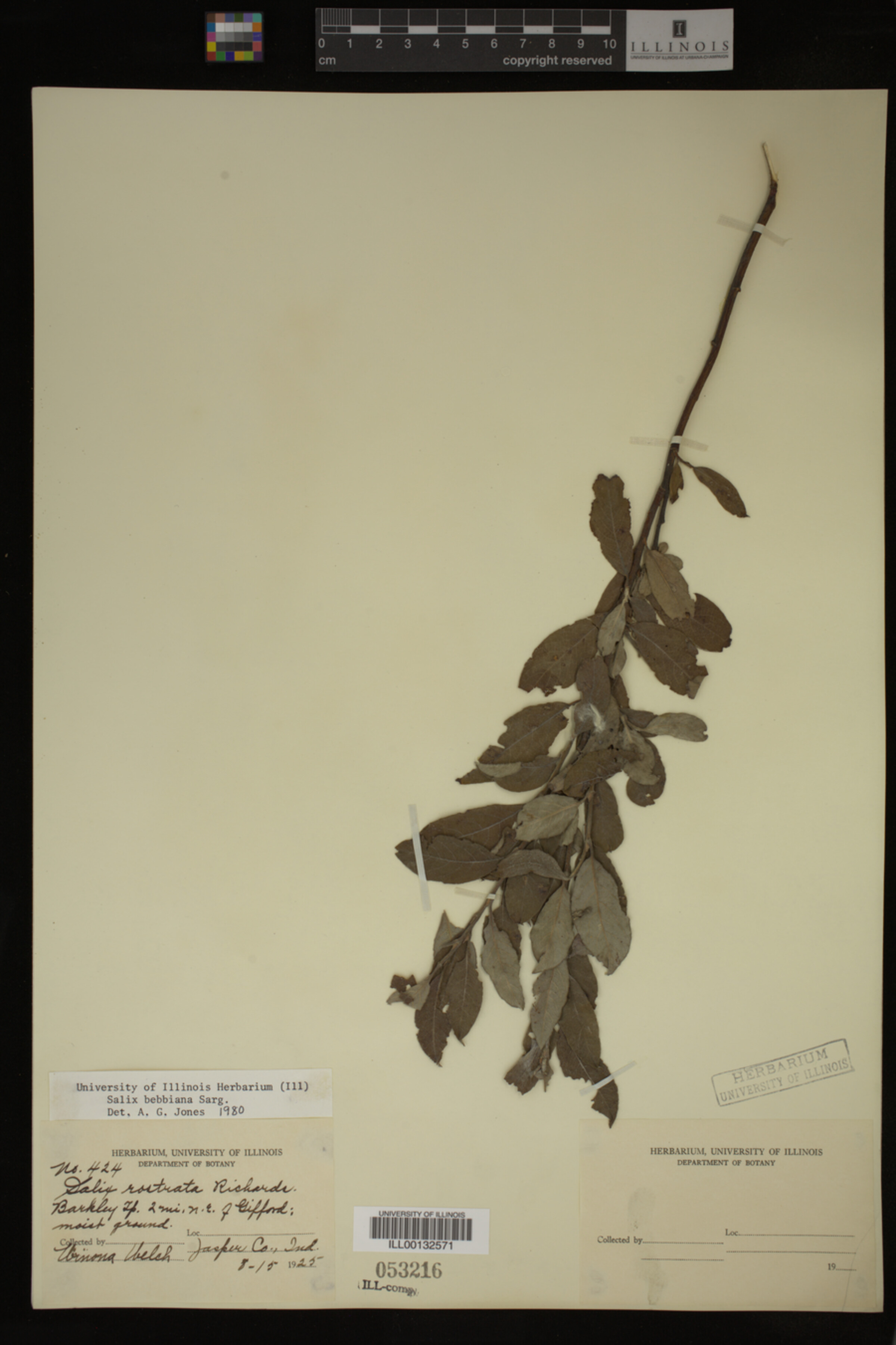 Salix bebbiana image
